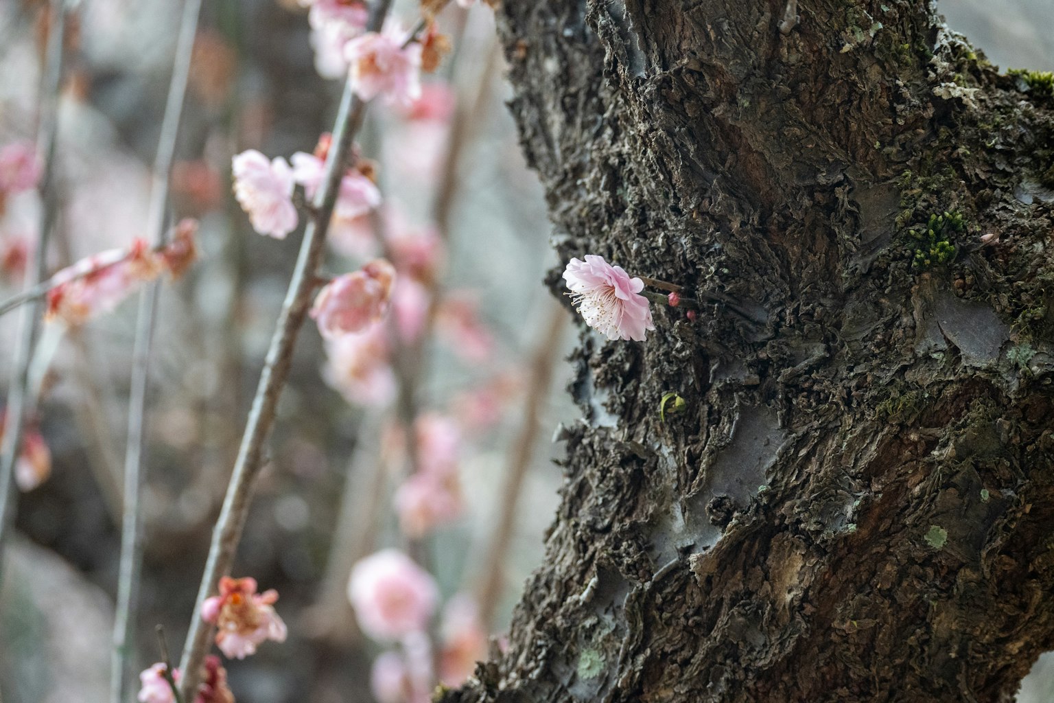 Nahaufnahme eines Baumstamms mit blühenden Kirschblüten