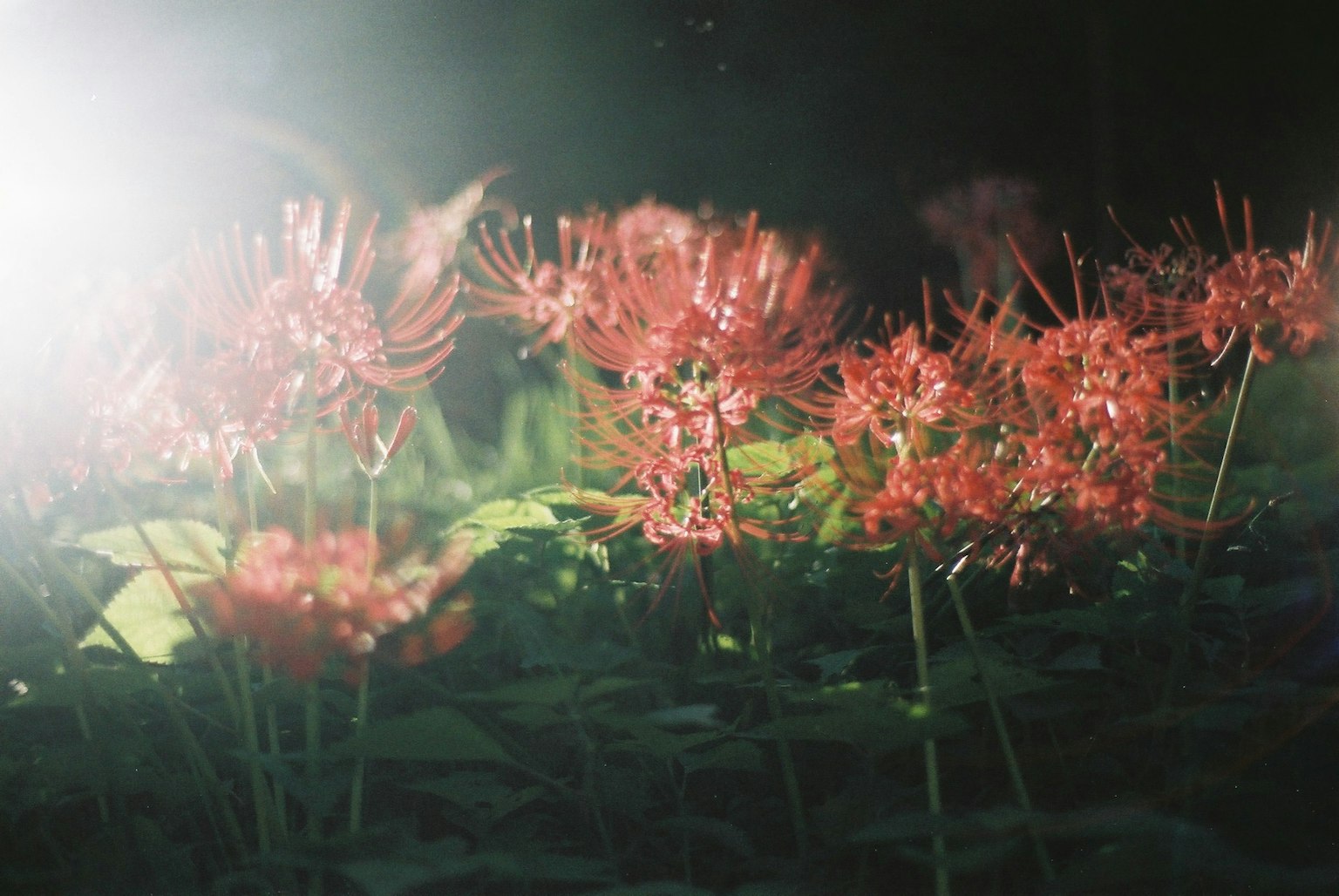 盛开的红花场景与光效