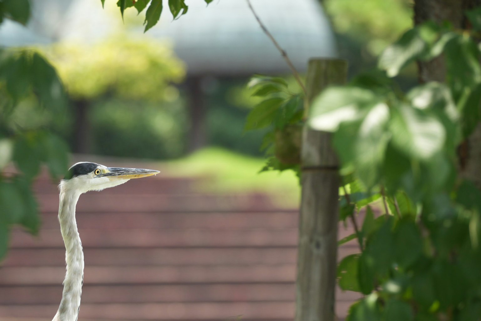 นกกระสาที่มองเห็นได้บางส่วนผ่านใบไม้สีเขียวพร้อมพื้นหลังเบลอ