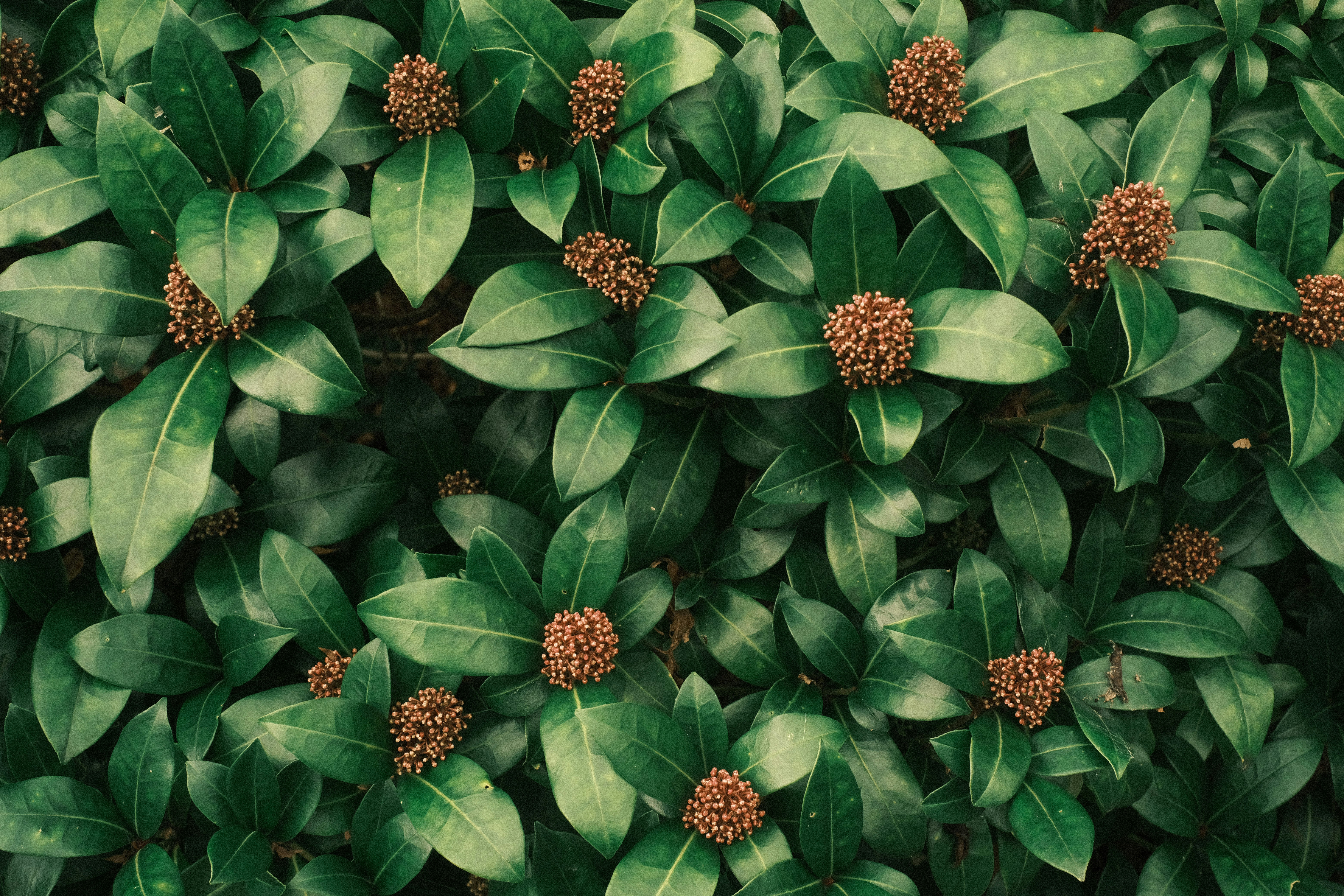 葉に囲まれた花のつぼみのある植物の壁