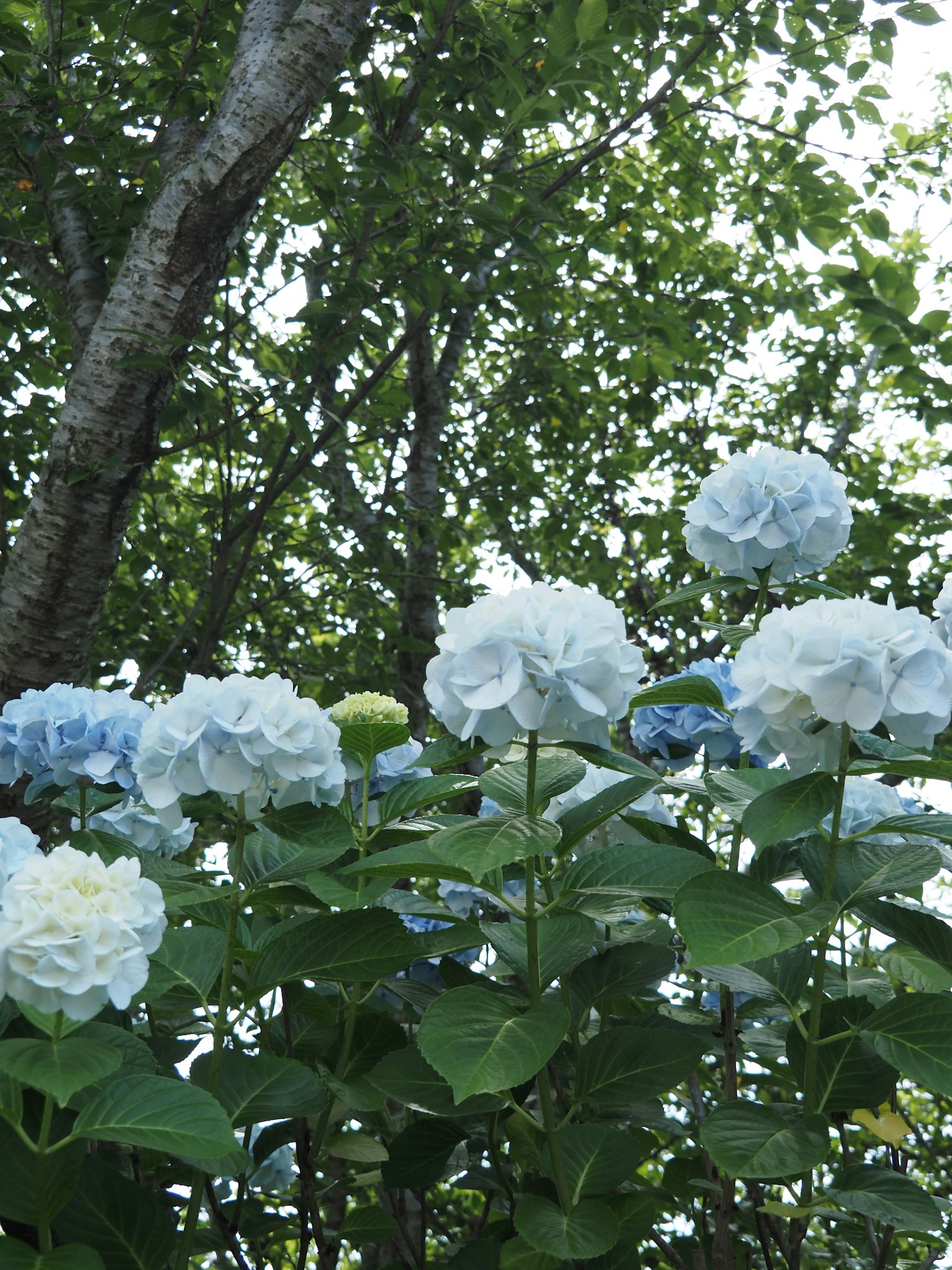Blaue Hortensienblüten mit üppigem grünem Laub in einer natürlichen Umgebung