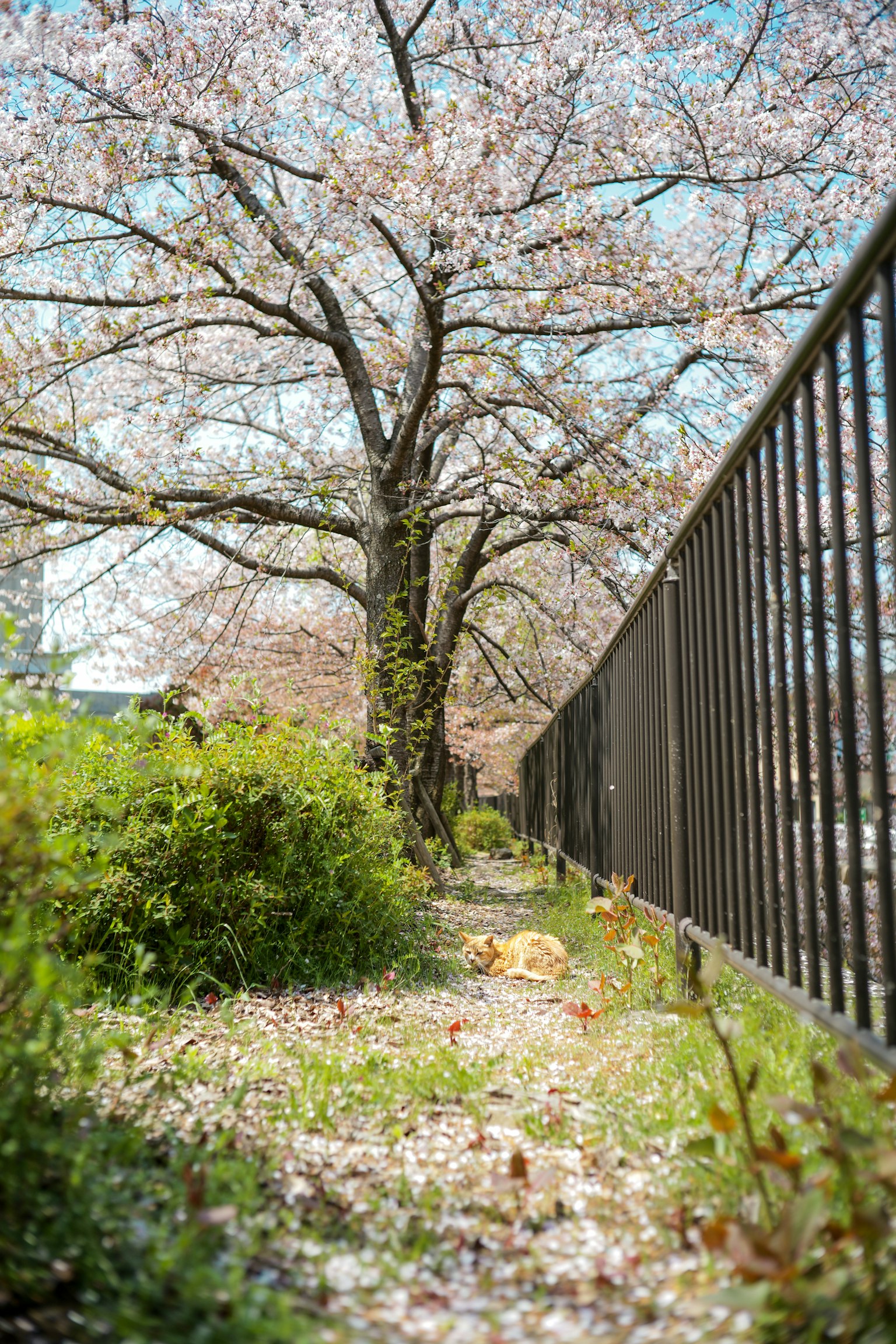 Jalan tenang dengan pohon sakura dan pagar
