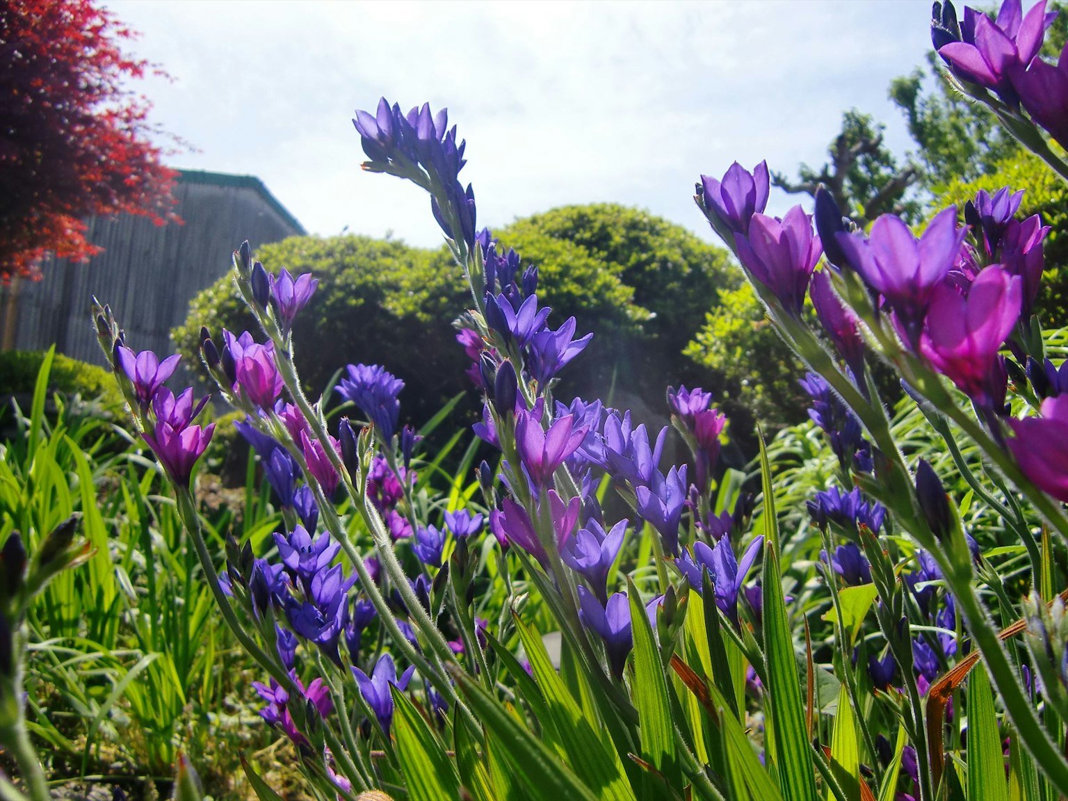 Fiori viola vibranti che fioriscono in un giardino lussureggiante