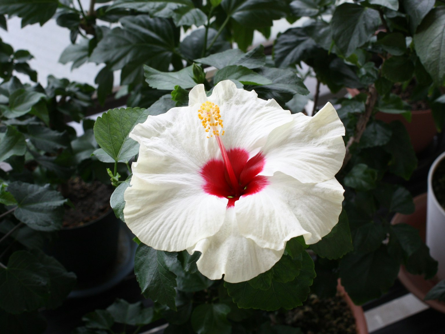 Bunga hibiscus putih dengan pusat merah dan benang sari kuning dikelilingi oleh daun hijau