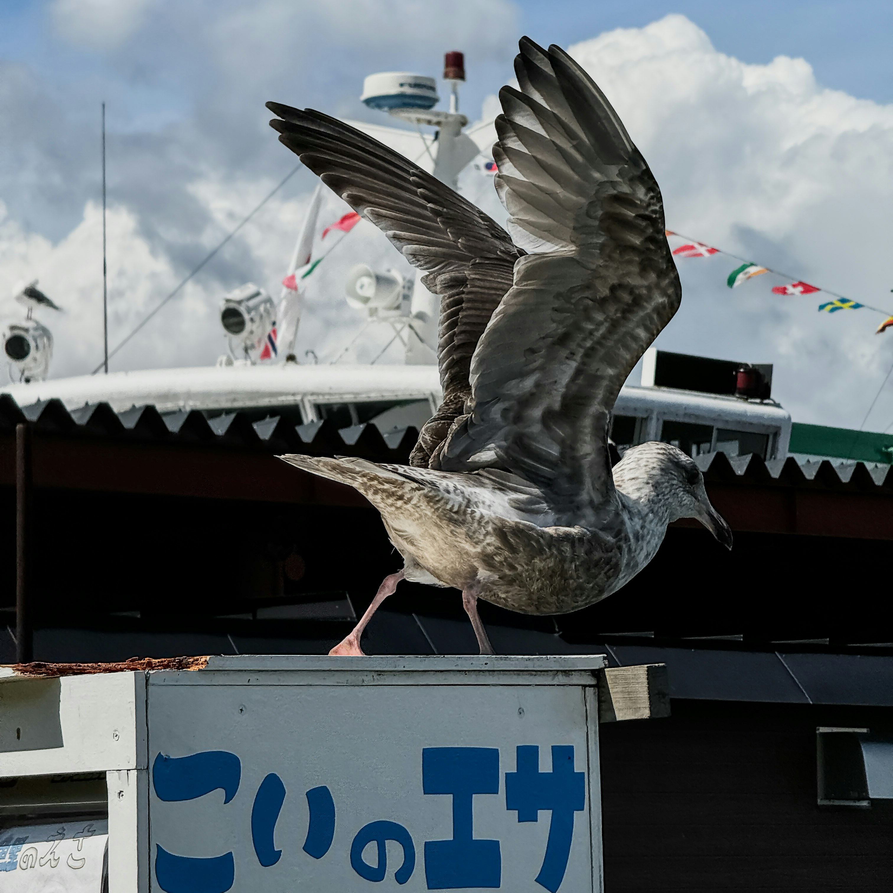 北海道洞爺湖畔のカモメ幼鳥が屋根にとまる風景
