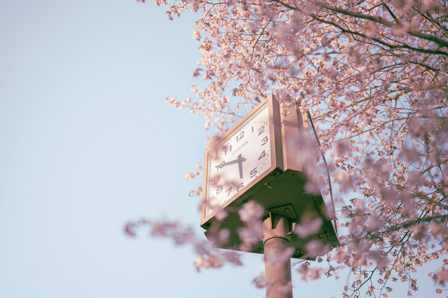 Foto close-up jam yang dikelilingi oleh bunga sakura