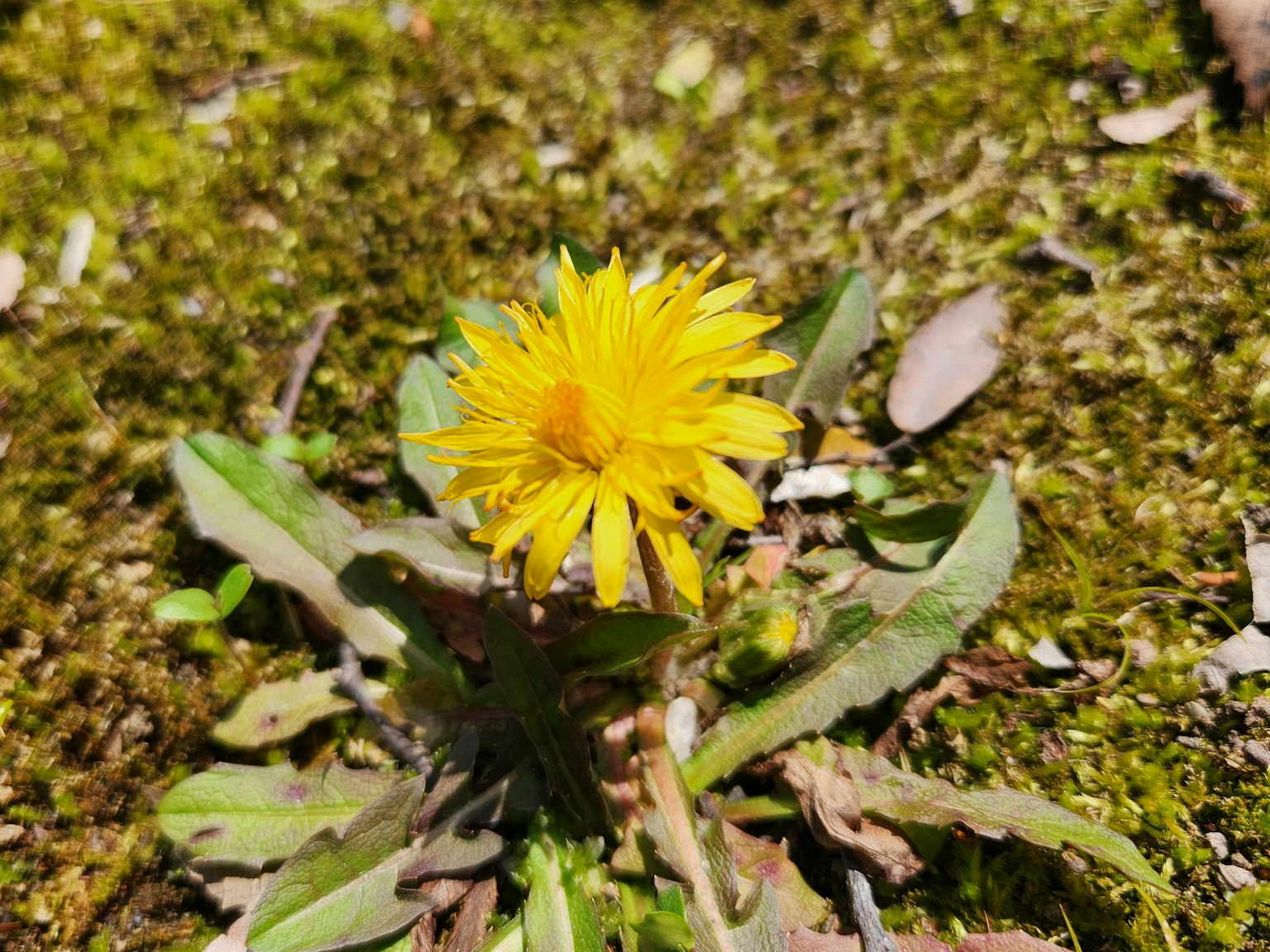 Una flor amarilla brillante floreciendo entre hojas verdes en un suelo musgoso