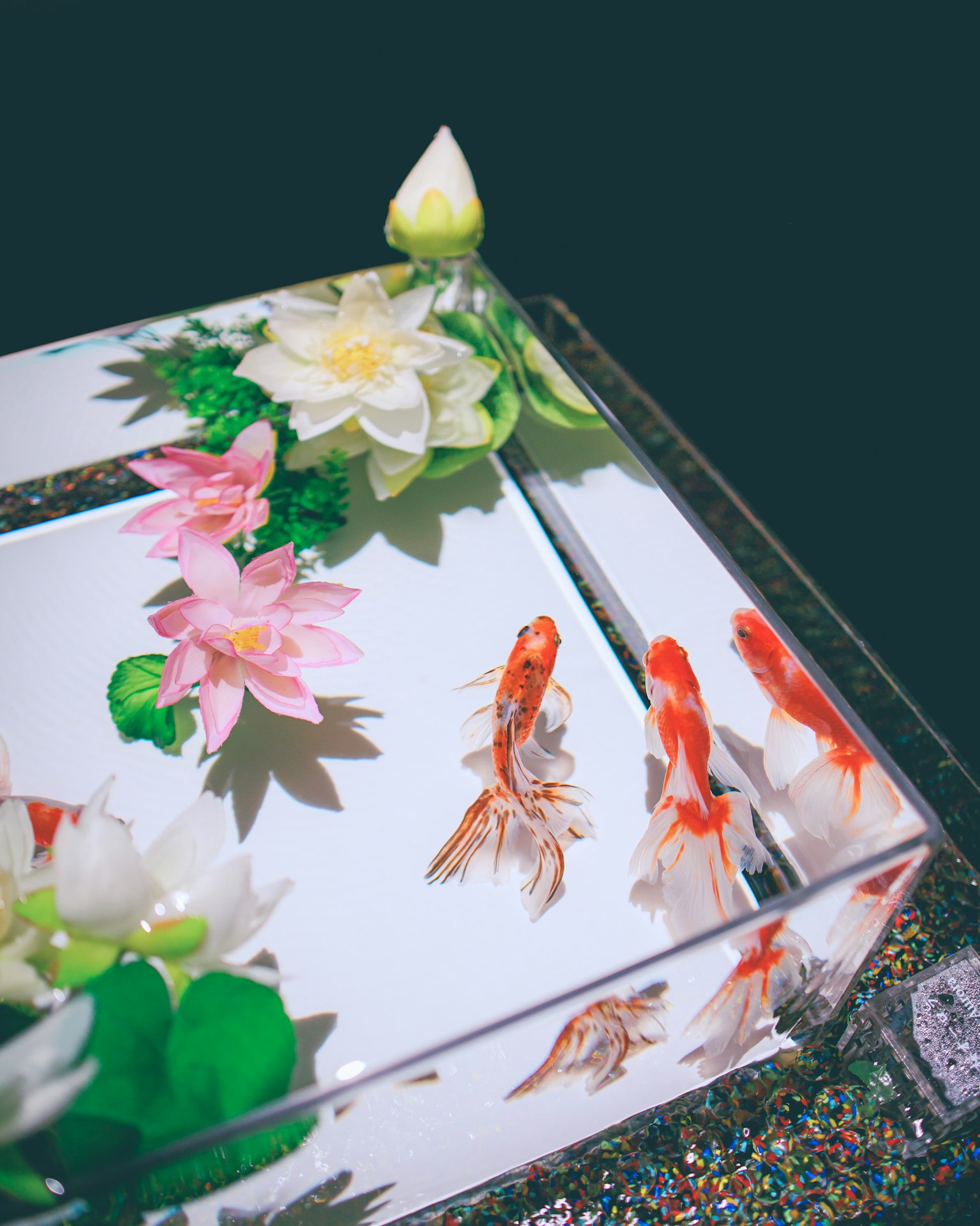 Una bella esposizione di fiori e pesci rossi in un acquario