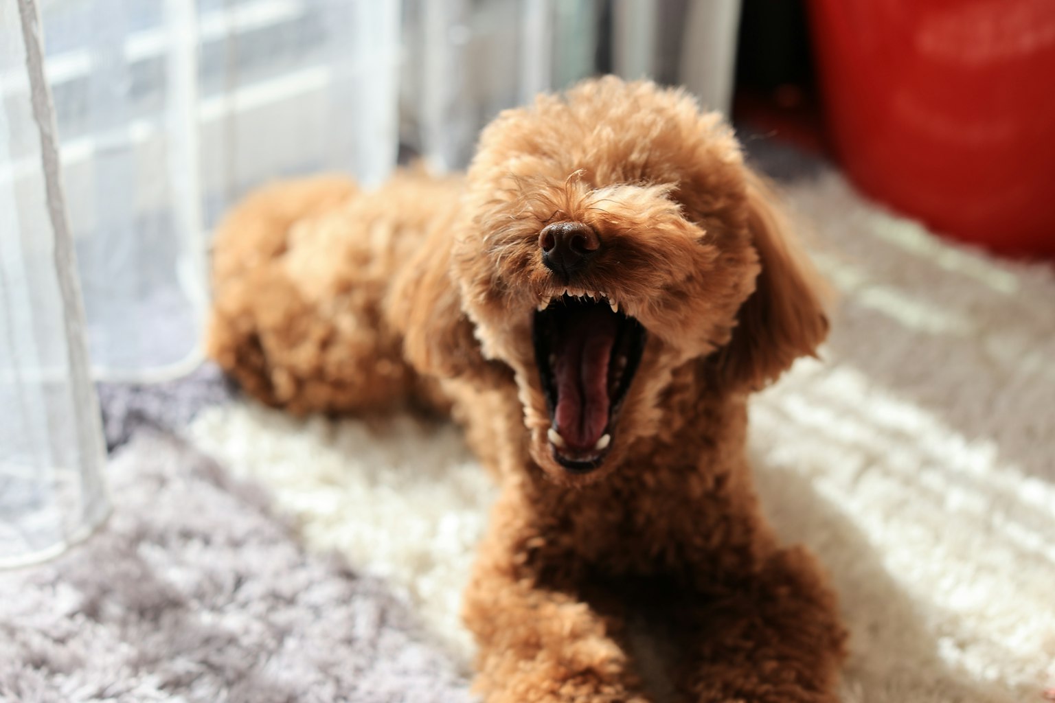 Poodle marrón bostezando en una habitación iluminada