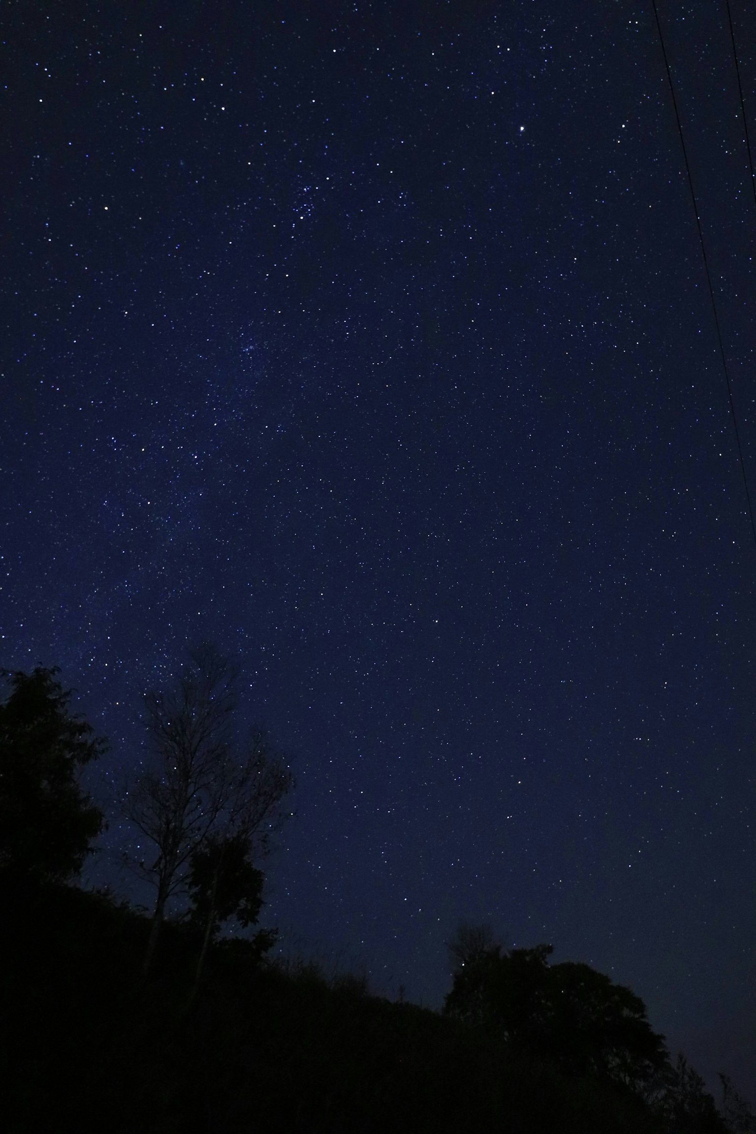 Starry night sky with silhouettes of trees
