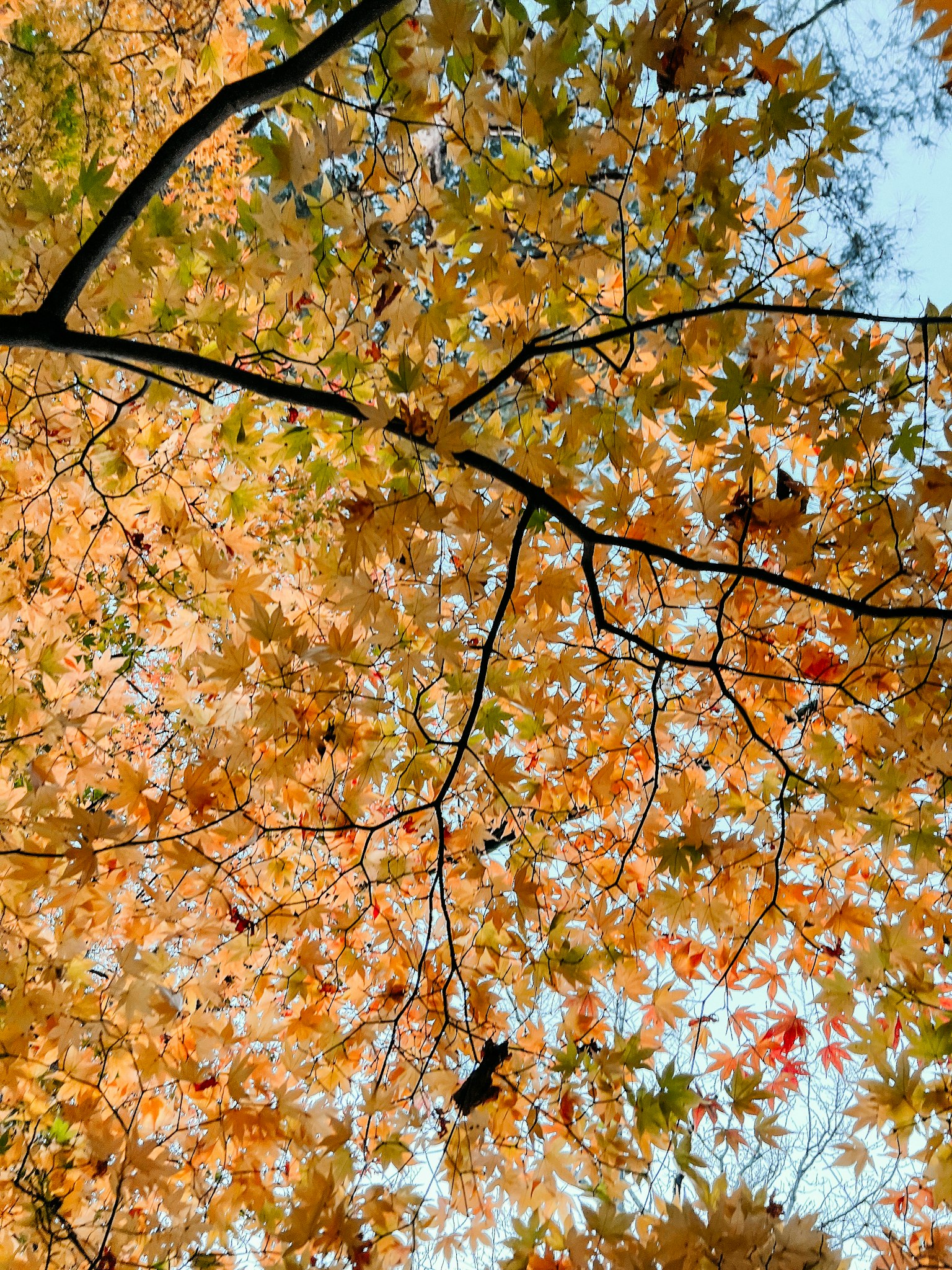 Ramas de un árbol cubiertas de hojas otoñales vibrantes