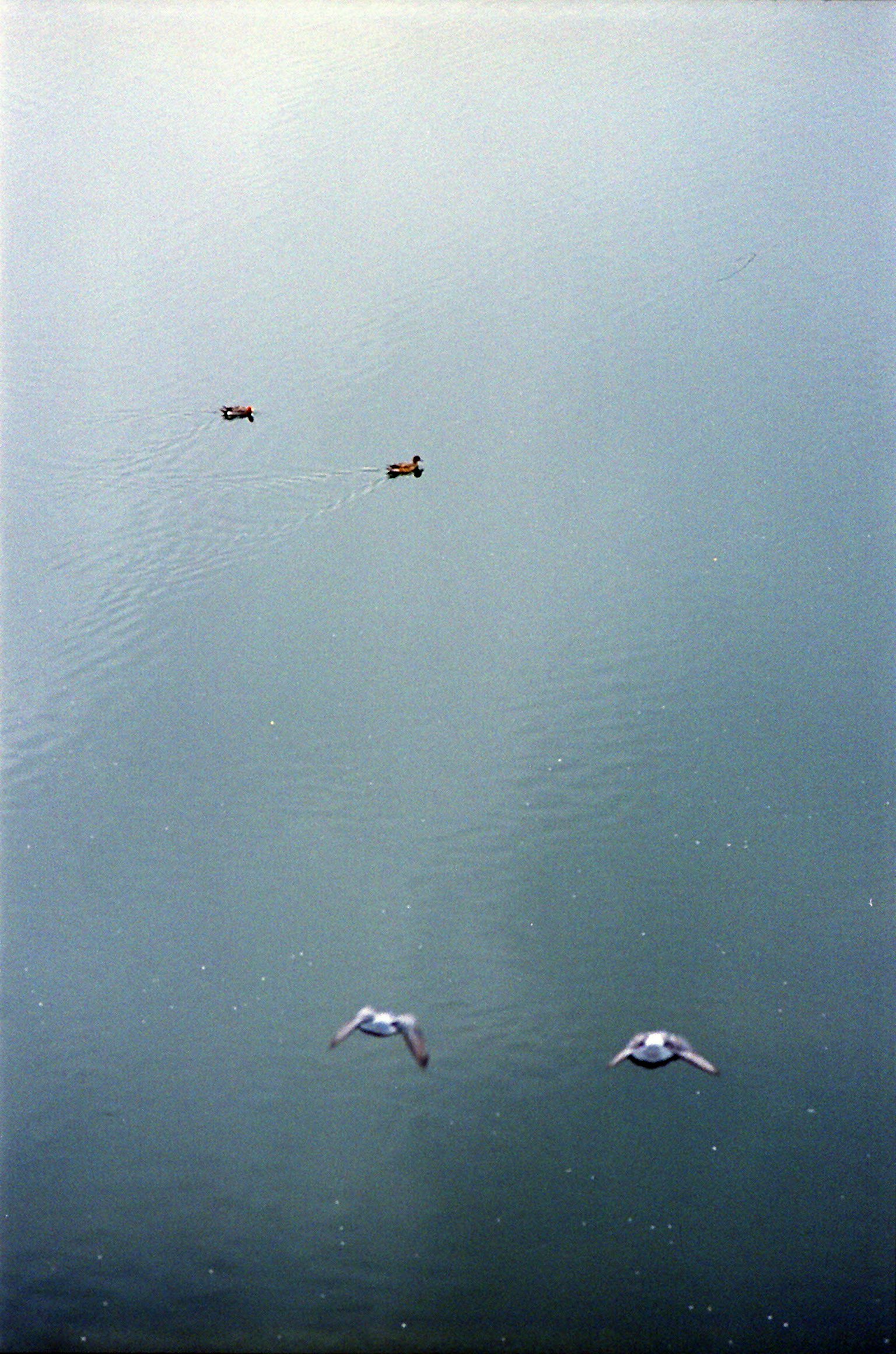 A serene view of two birds flying over water and small boats in the distance