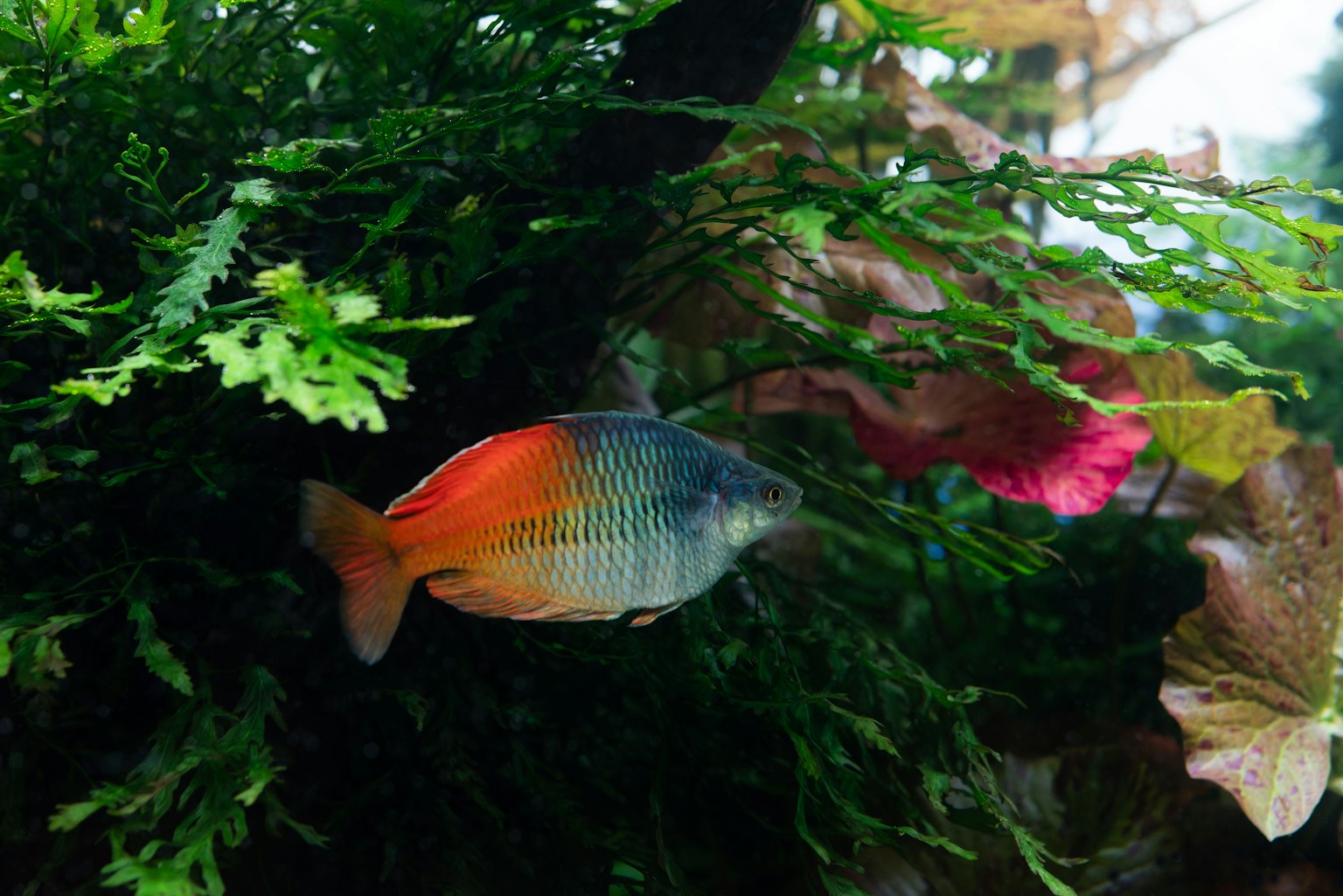 色彩斑斕的魚在水草中游泳