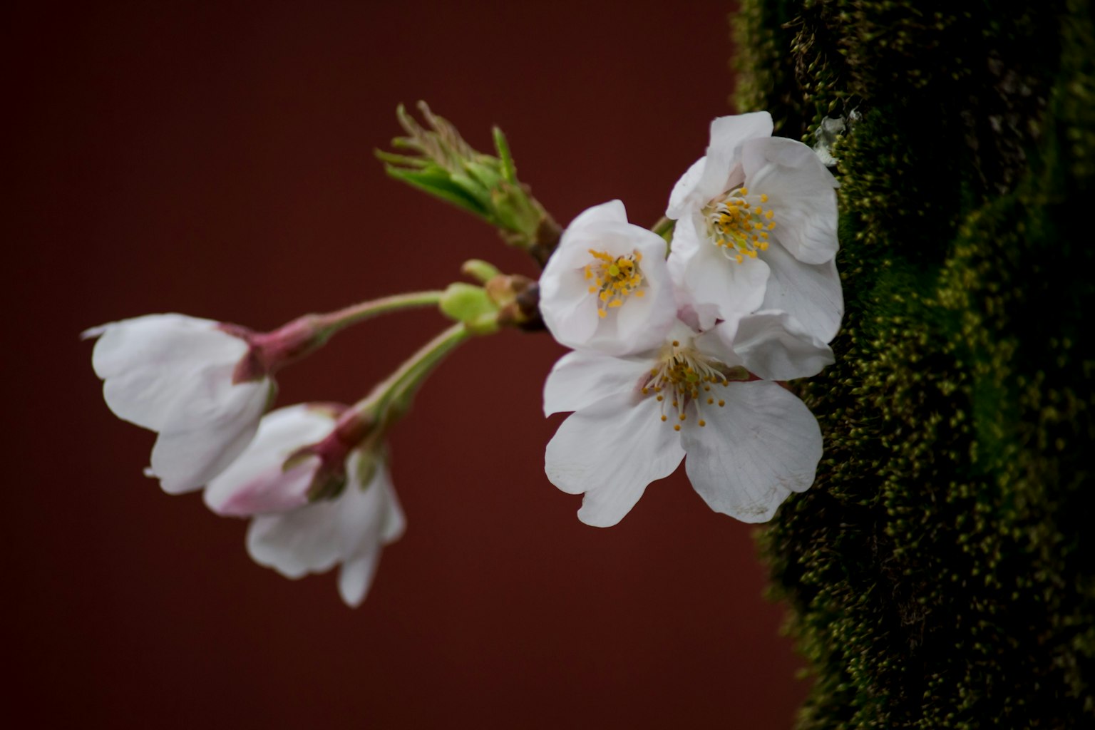Bunga sakura mekar di latar belakang lumut