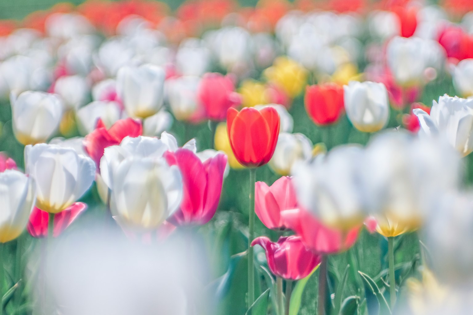 Hoa tulip đầy màu sắc nở trong vườn