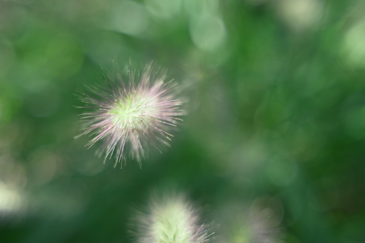 Blurred white fluffy structures on a green background