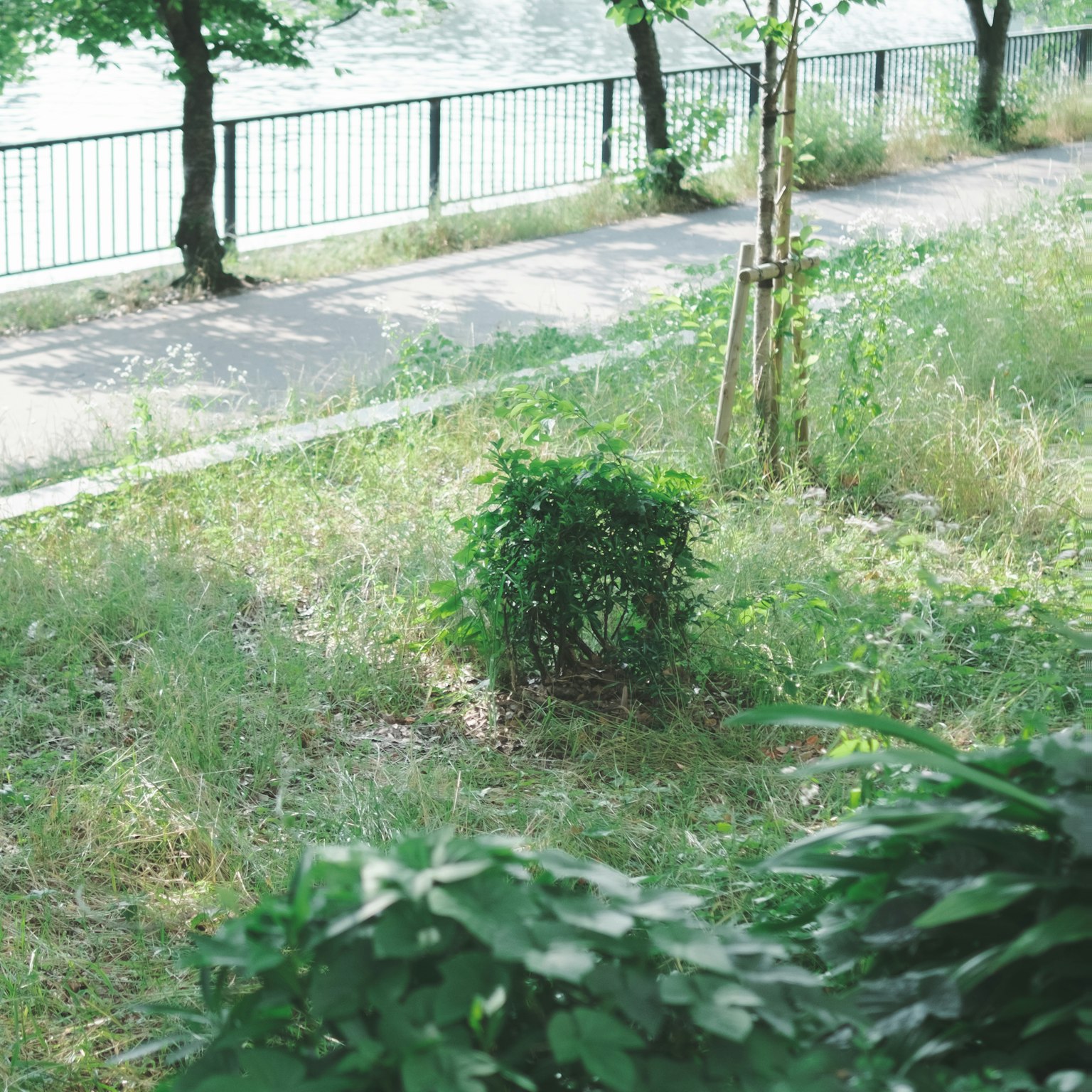 河邊小路的美麗景色，綠色草地和小灌木