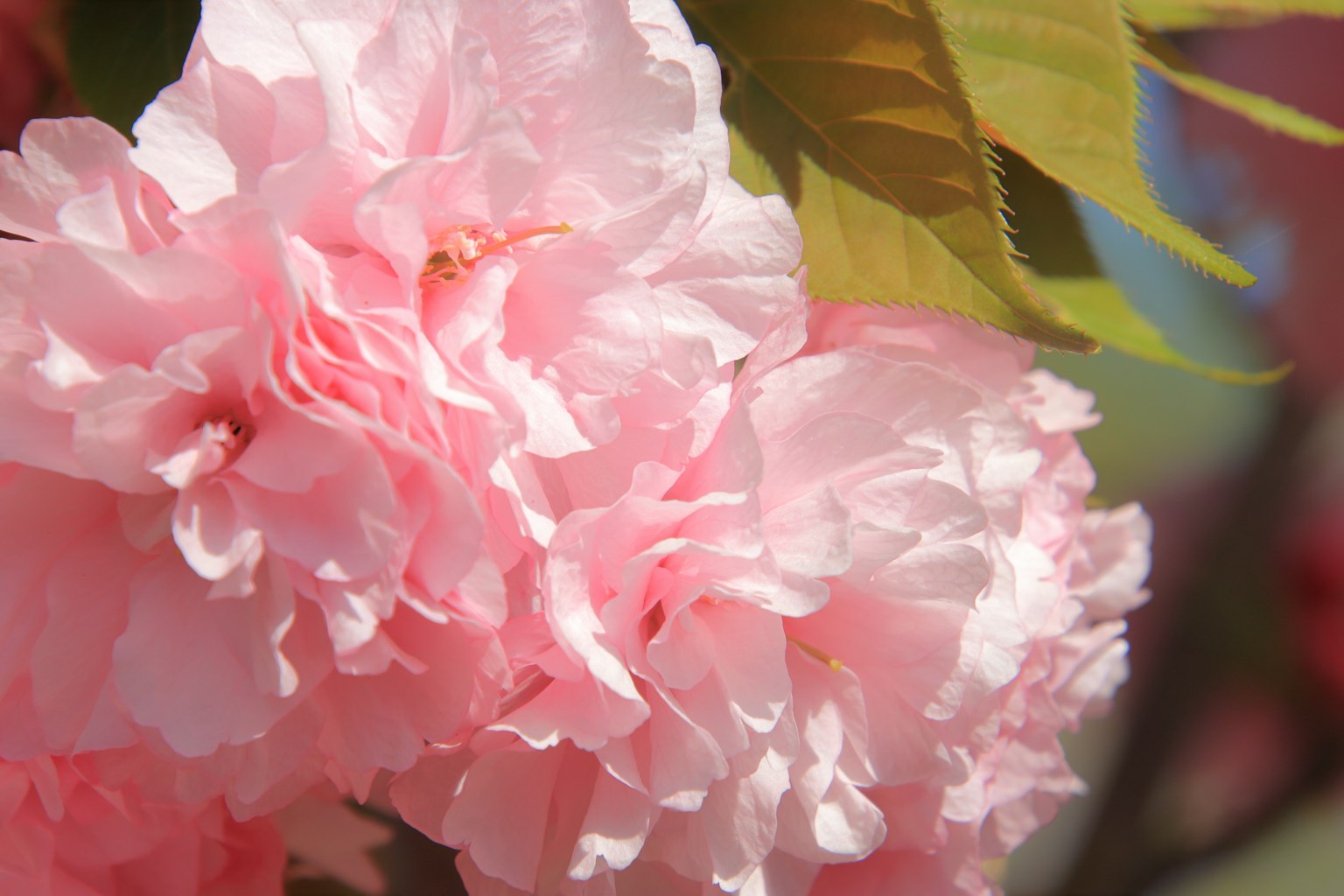 樱花的特写，粉色花瓣和郁郁葱葱的绿叶