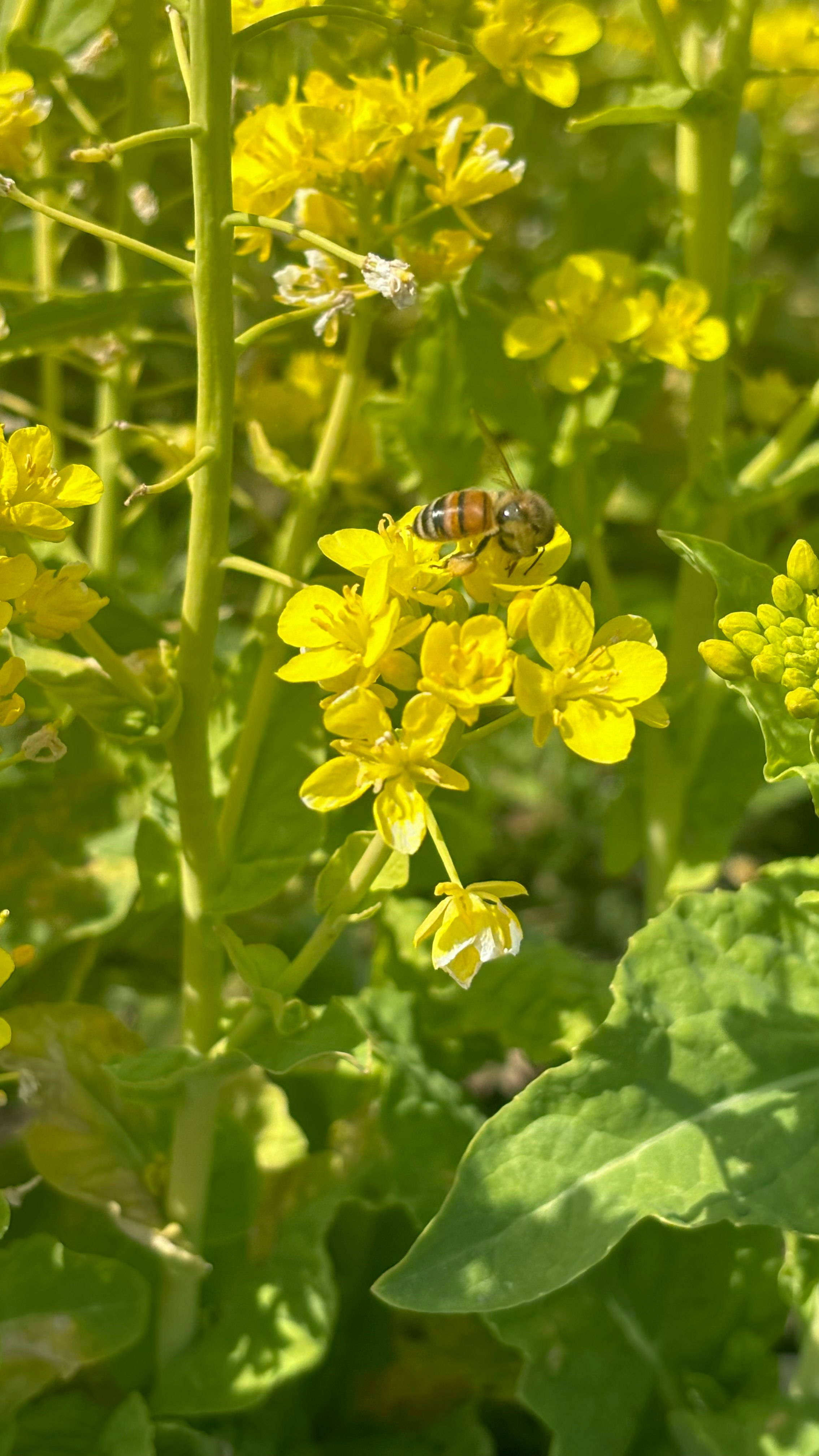 菜の花畑で蜜を集めるハチのいる花のクローズアップ