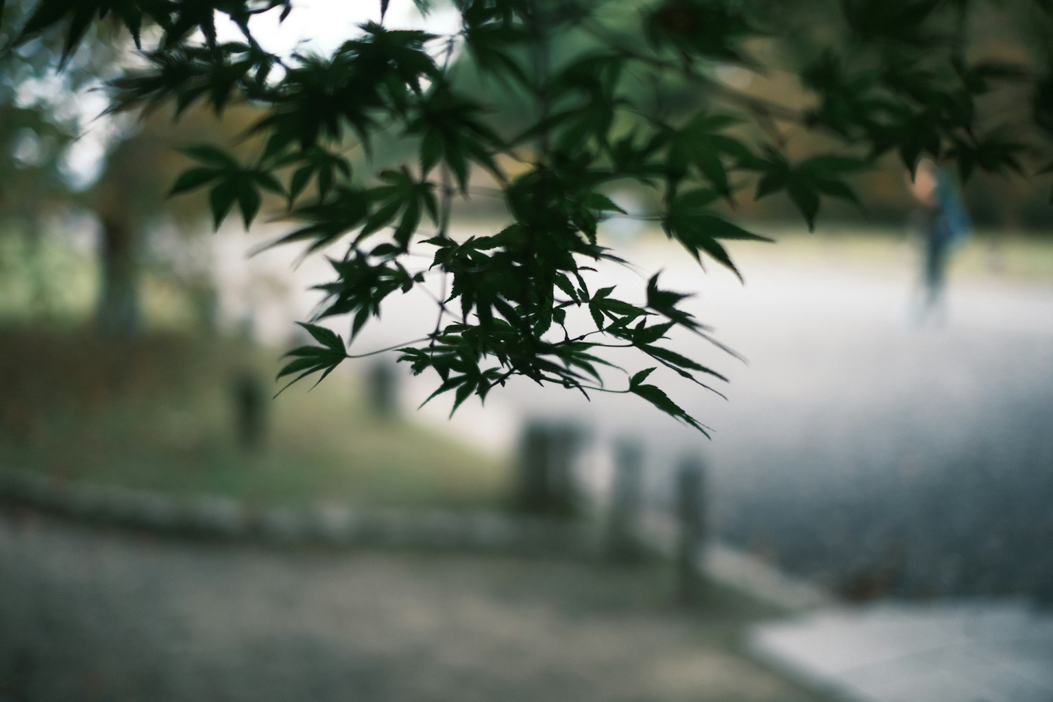 Primo piano di foglie di bamboo con sfondo sfocato