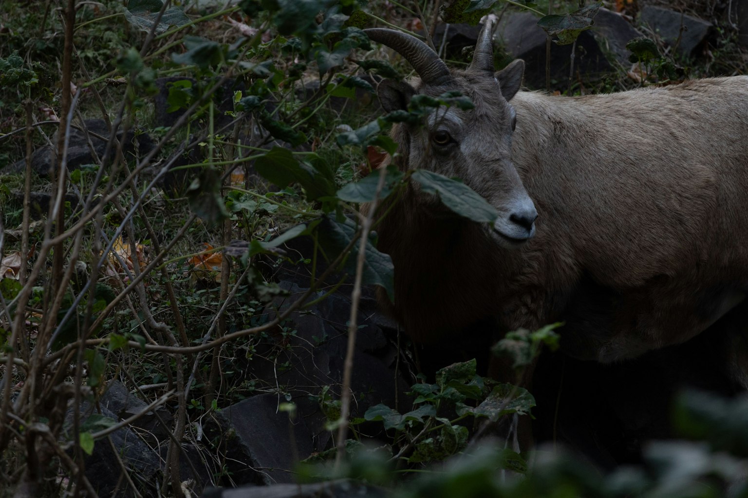 Ein ziegenähnliches Tier, das teilweise in einem dunklen Wald mit dichtem Laub versteckt ist