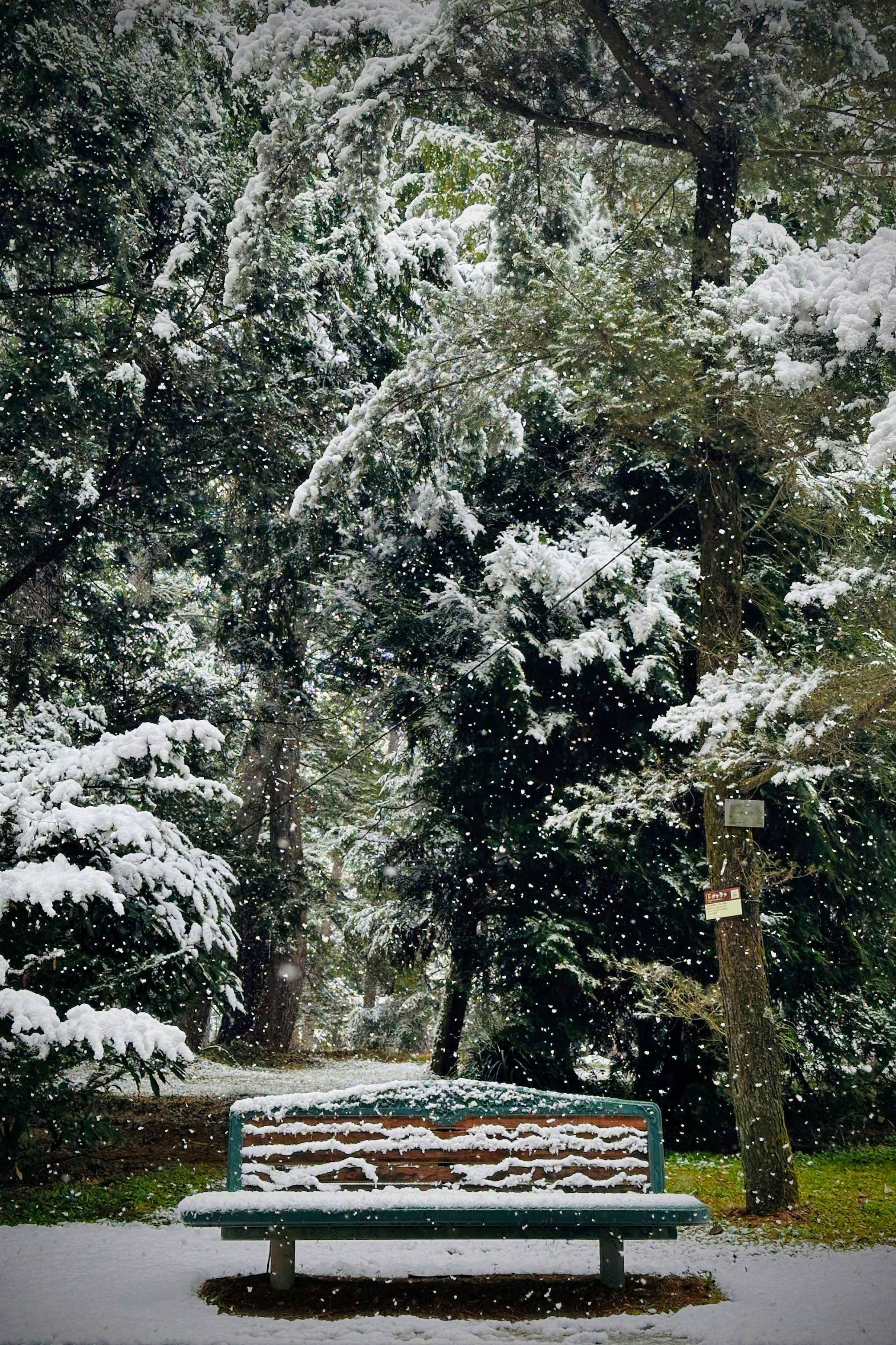 snowfall over a park bench and trees
