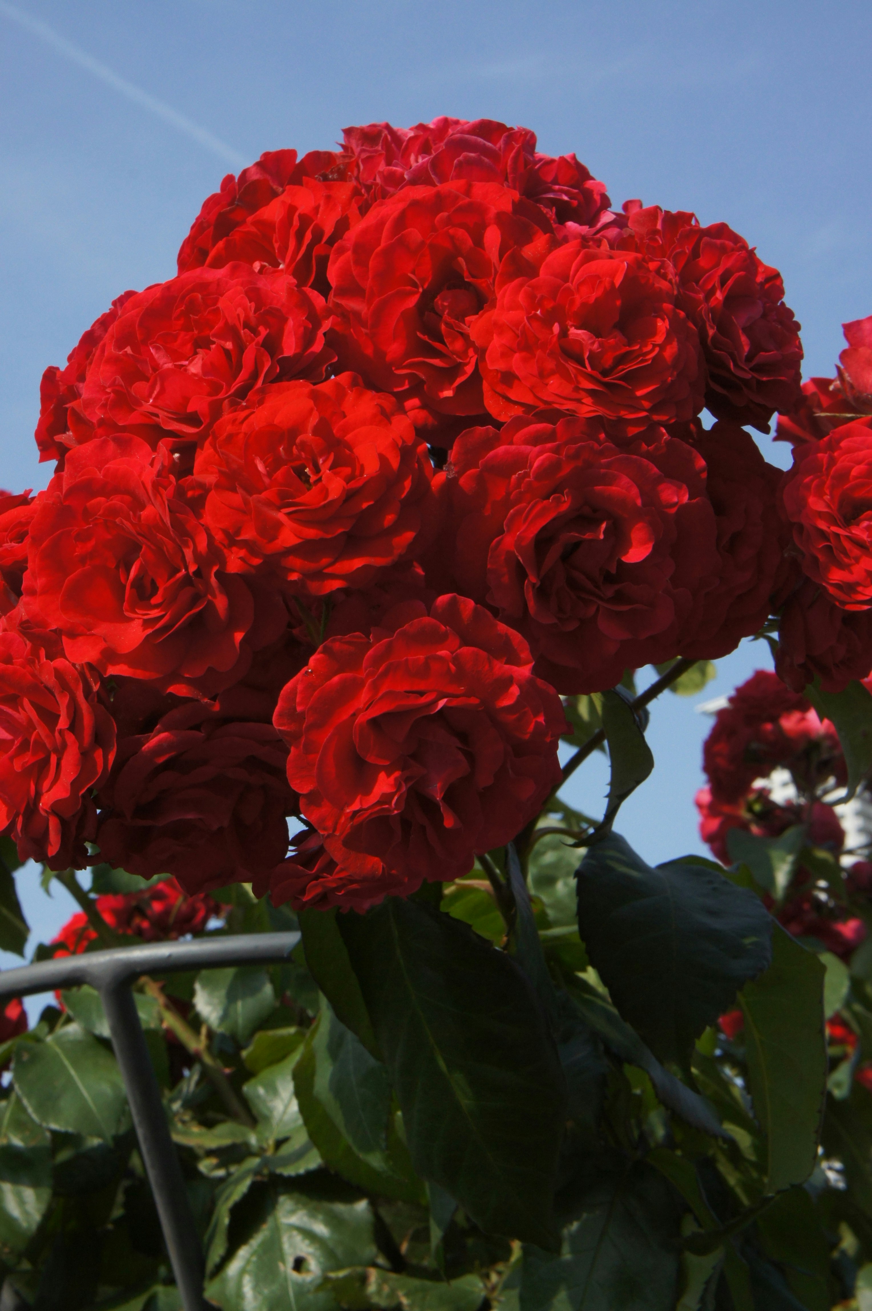 赤いカーネーションの花束が青空に映える画像