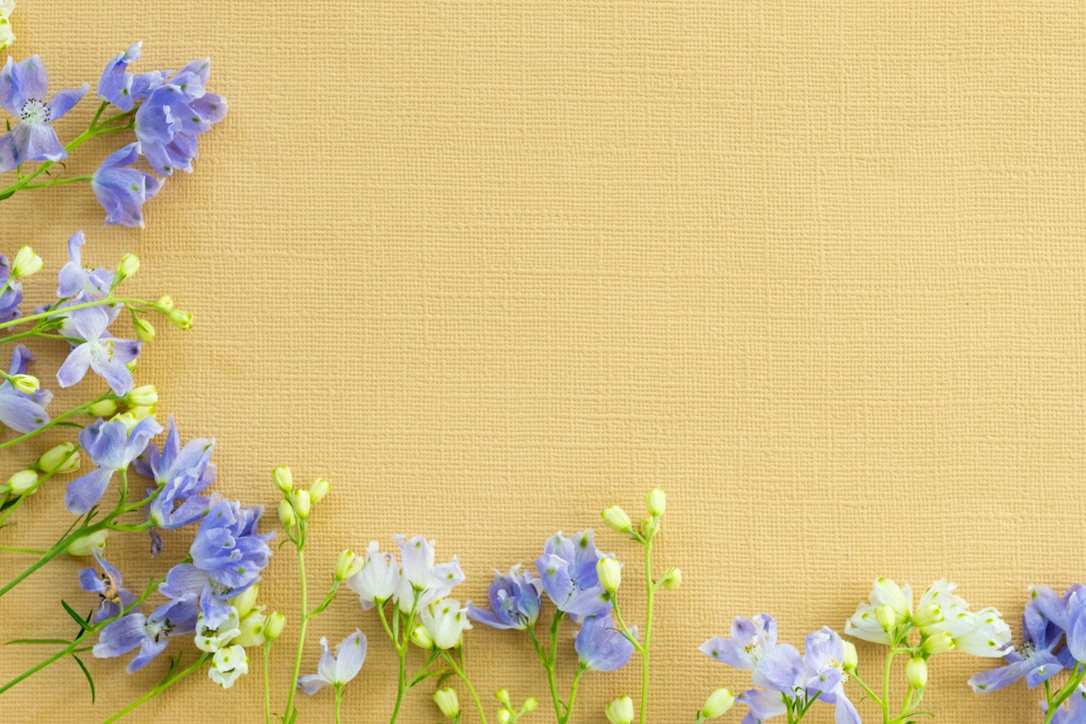 ดอกไม้สีน้ำเงินและสีขาวจัดเรียงบนพื้นหลังสีเหลือง