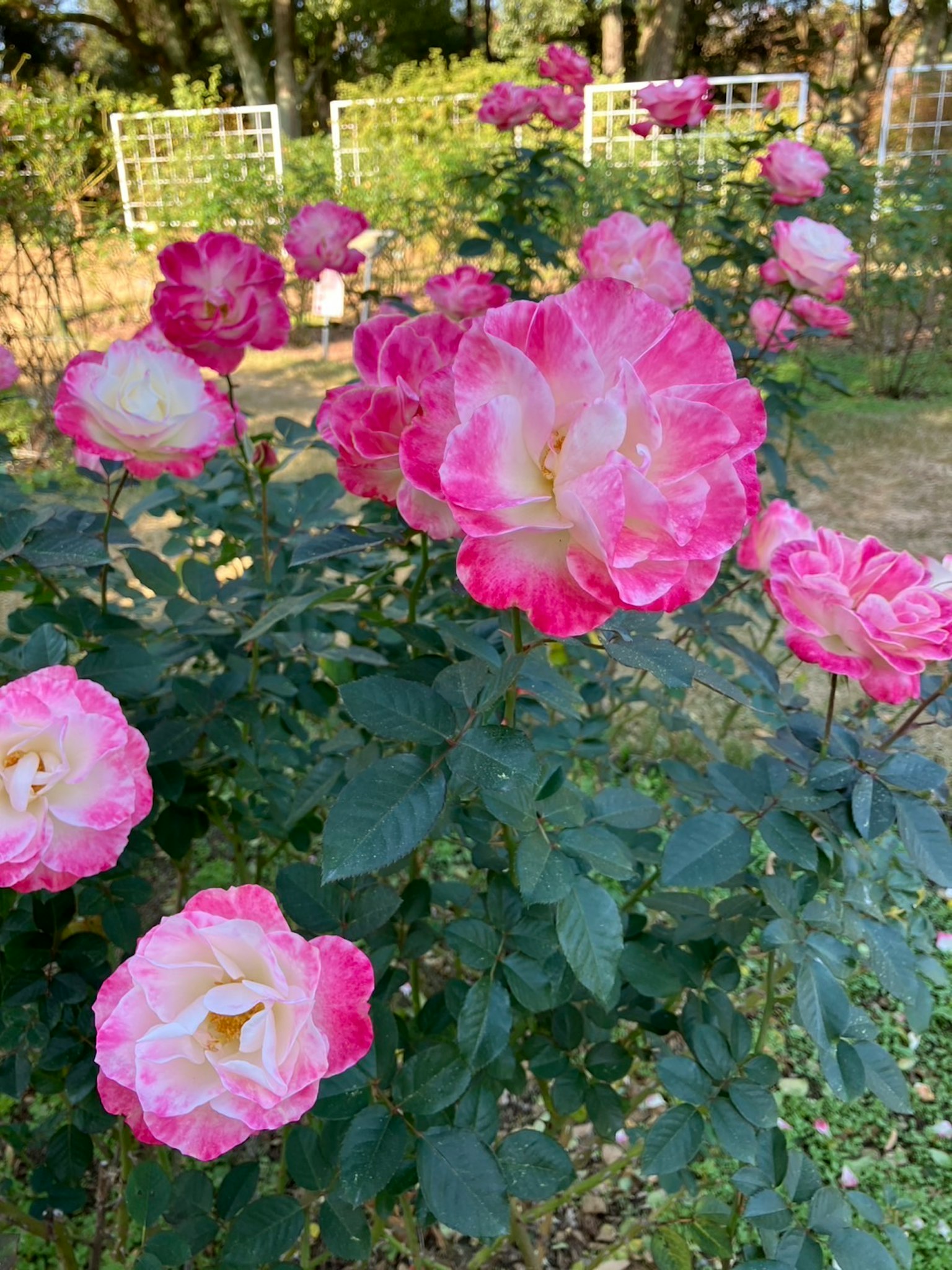 色とりどりのバラの花が咲いている庭の風景