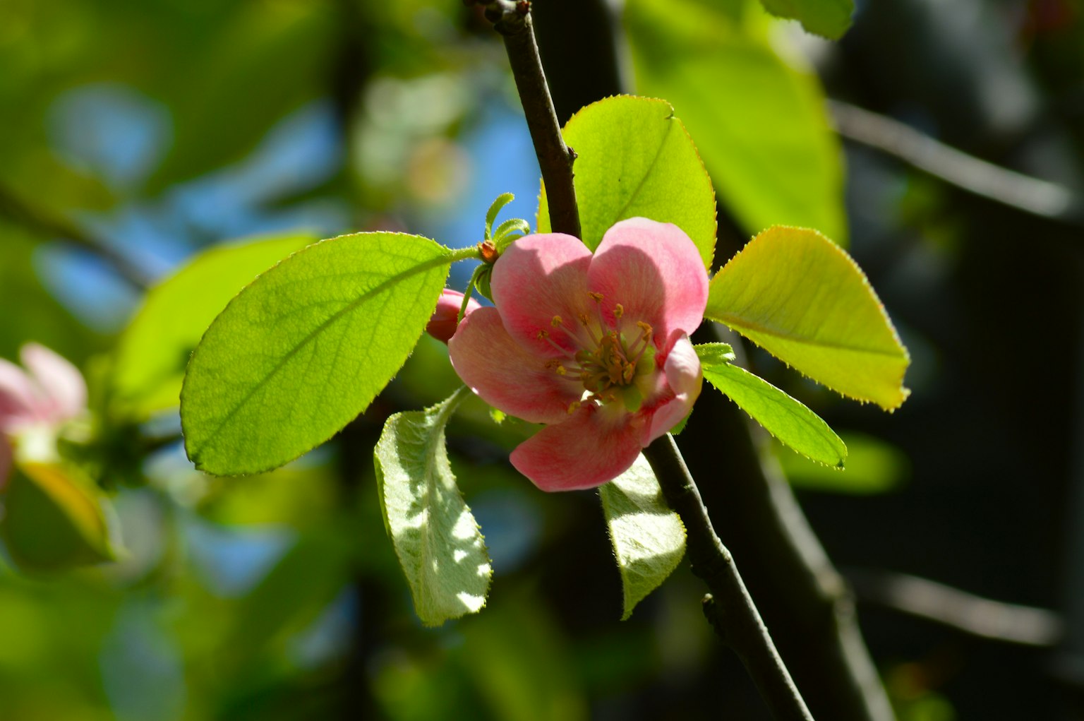 Gros plan d'une branche avec des fleurs roses et des feuilles vertes