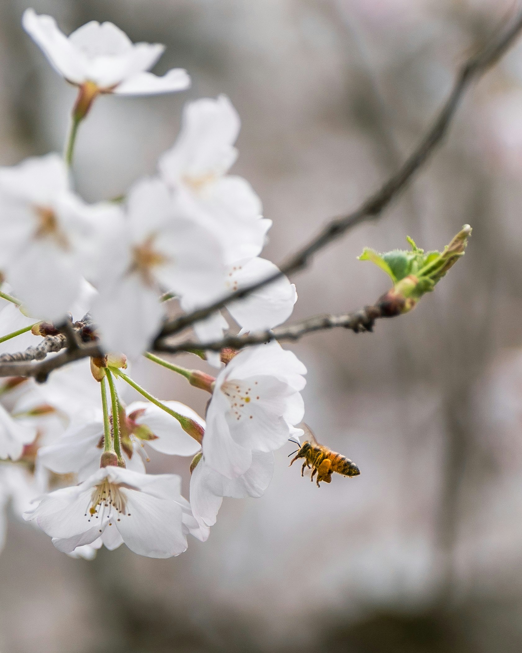 桜の花と枝にとまる昆虫のマクロ