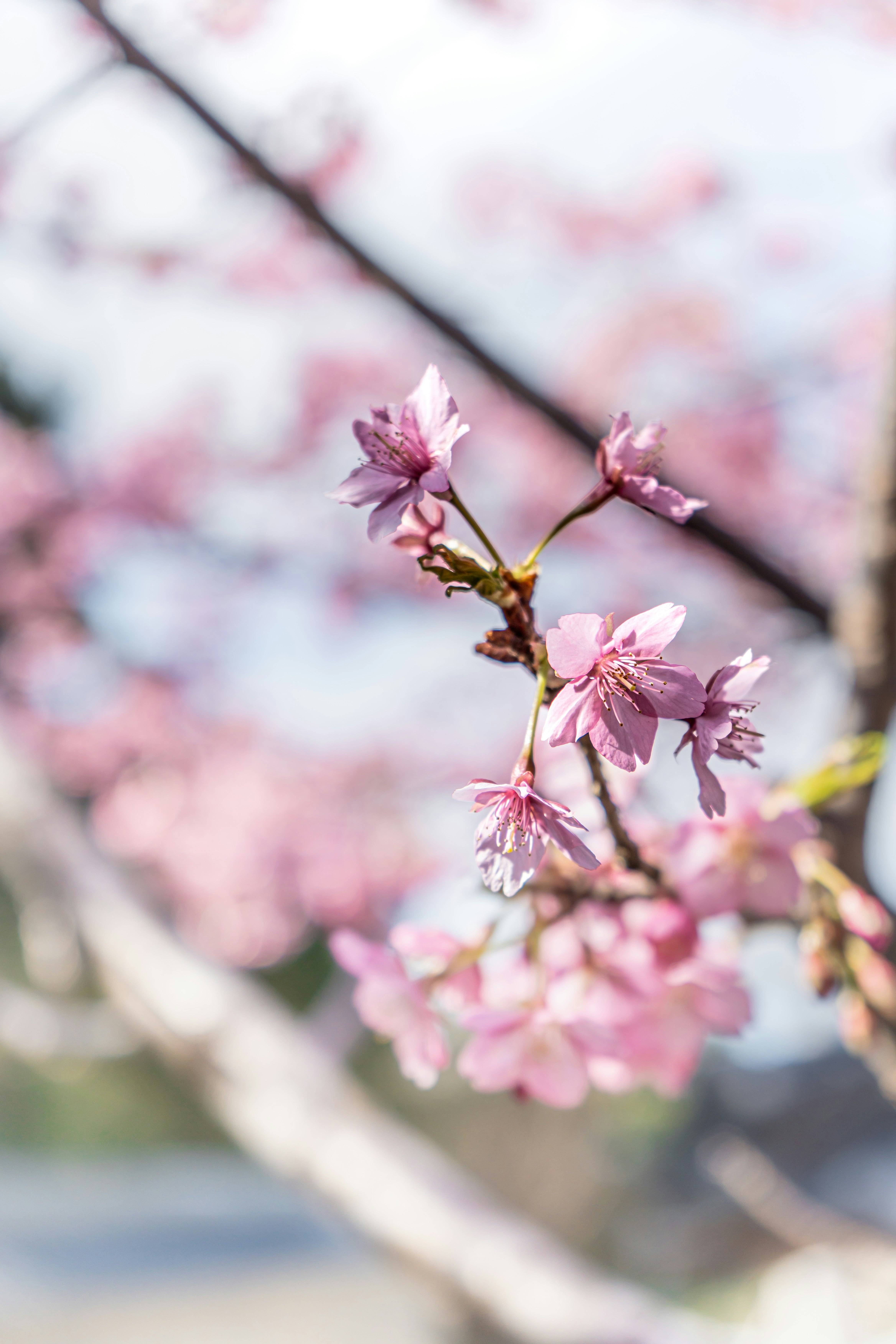 河津桜の枝先と淡いピンクの花が咲く春の風景