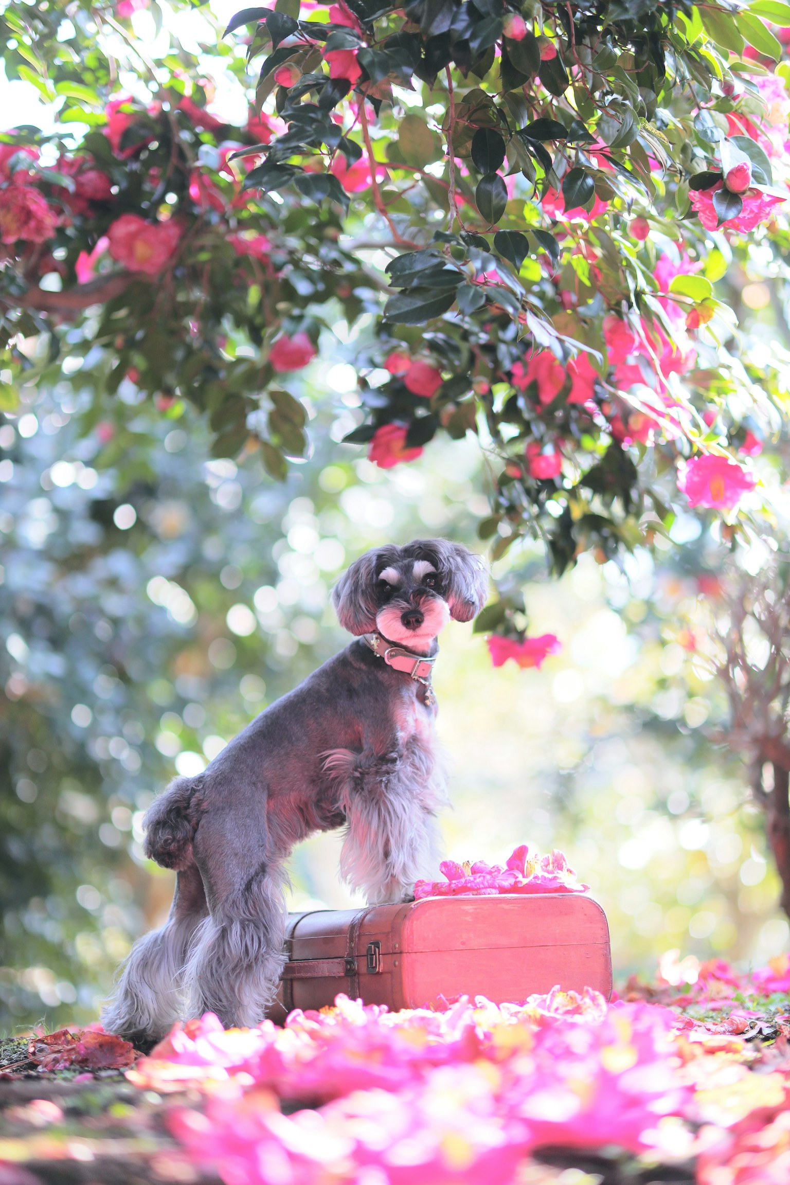 Schnauzer standing on petals with pink flowers