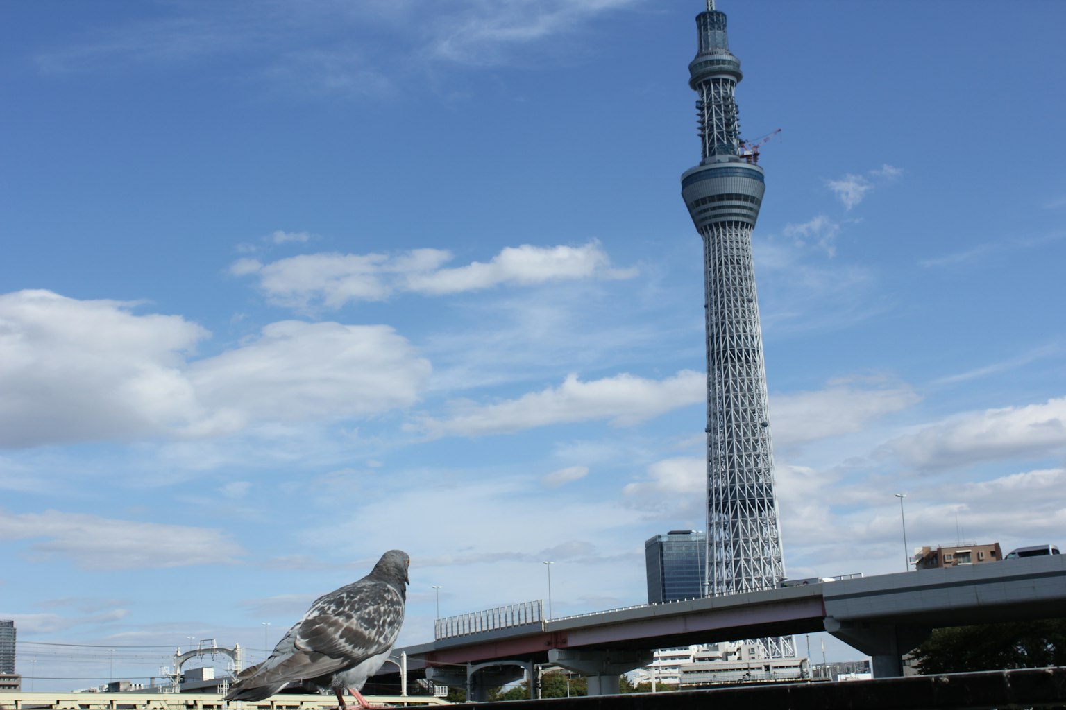东京晴空塔和大型鸟雕塑的风景