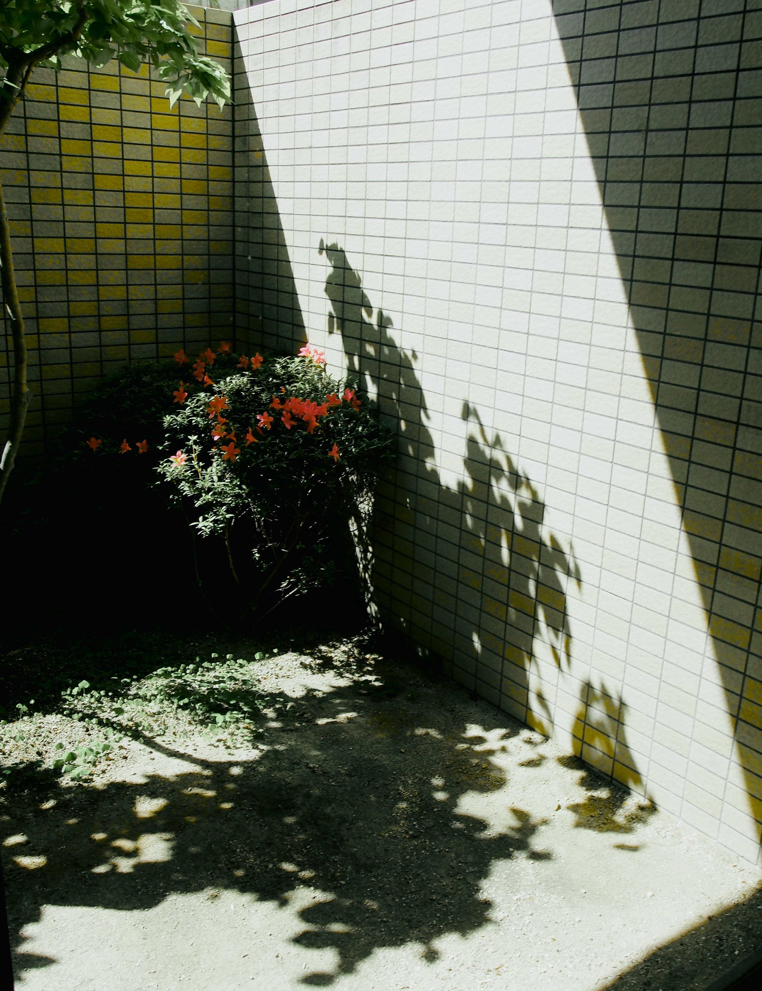 壁の影と花がある中庭の小道