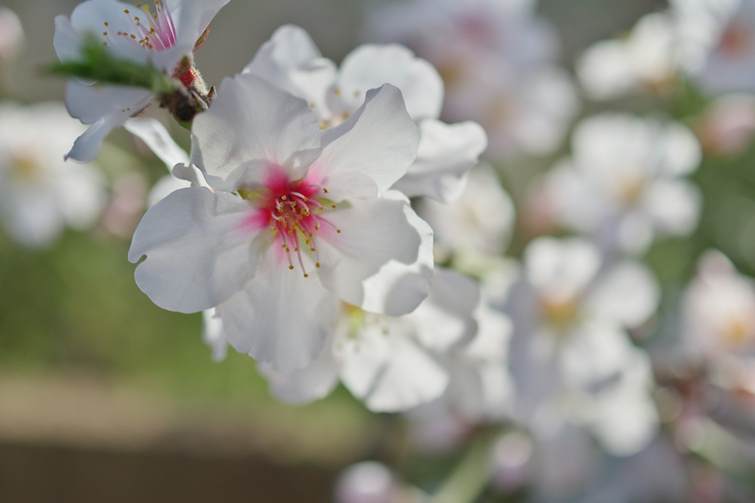 Acercamiento de flores de almendro con pétalos blancos y centros rosados