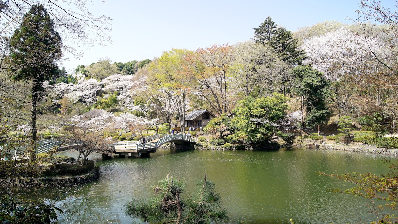 Bellissimo giardino giapponese con un ponte e uno stagno alberi di ciliegio in fiore