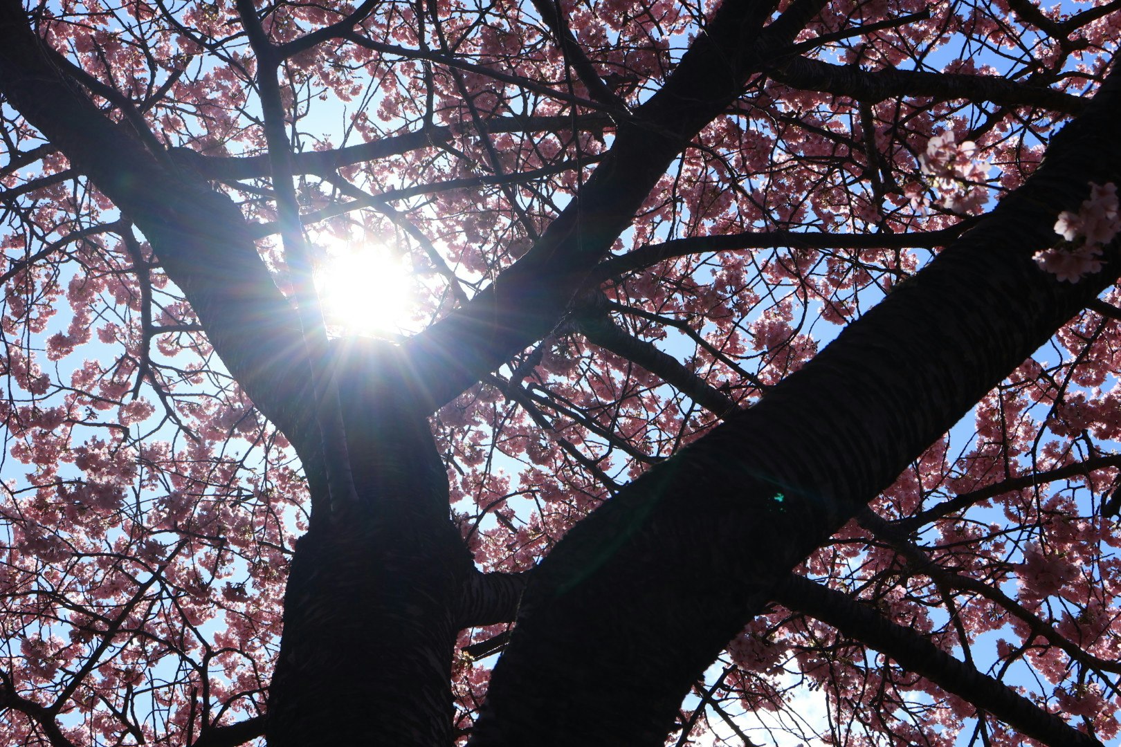 桜の花が咲く大きな木の枝と逆光の太陽