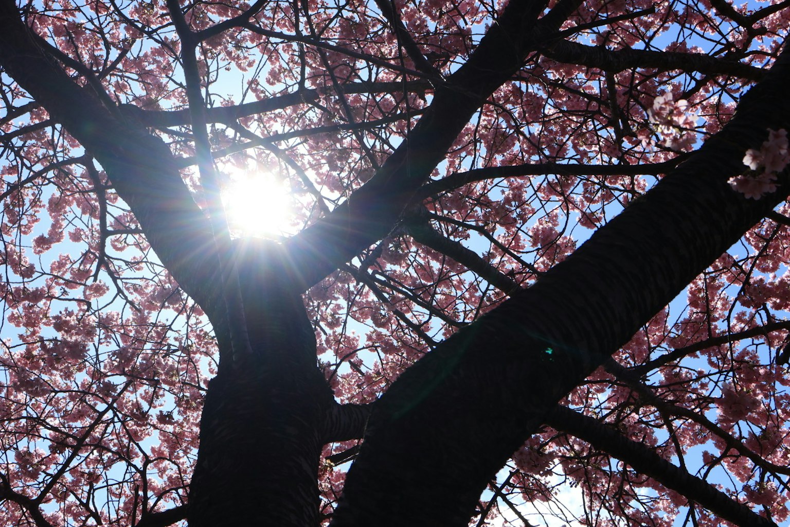 Silhouette d'un cerisier avec lumière du soleil et fleurs roses