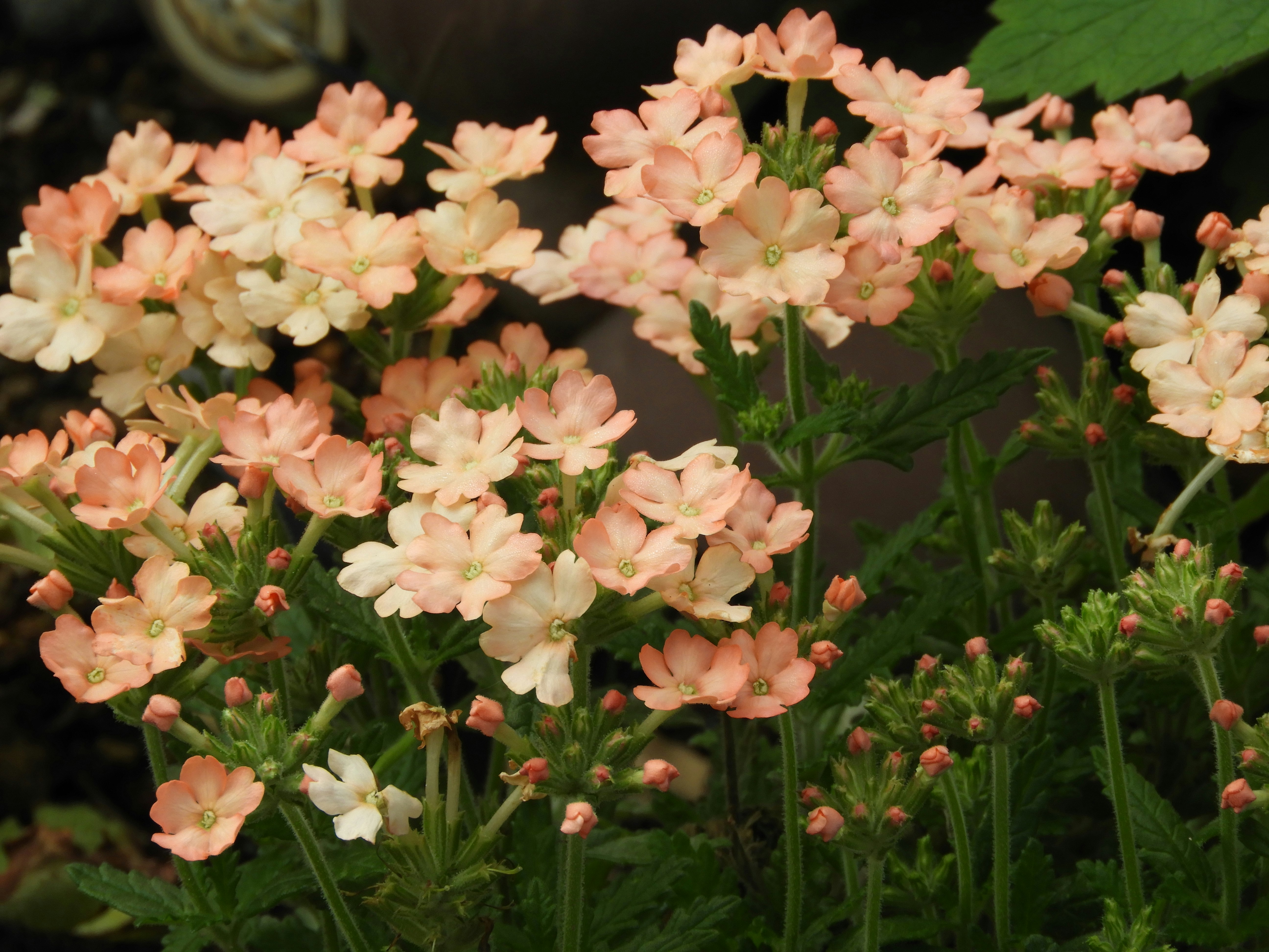 桃色の花が咲く花壇のクローズアップ