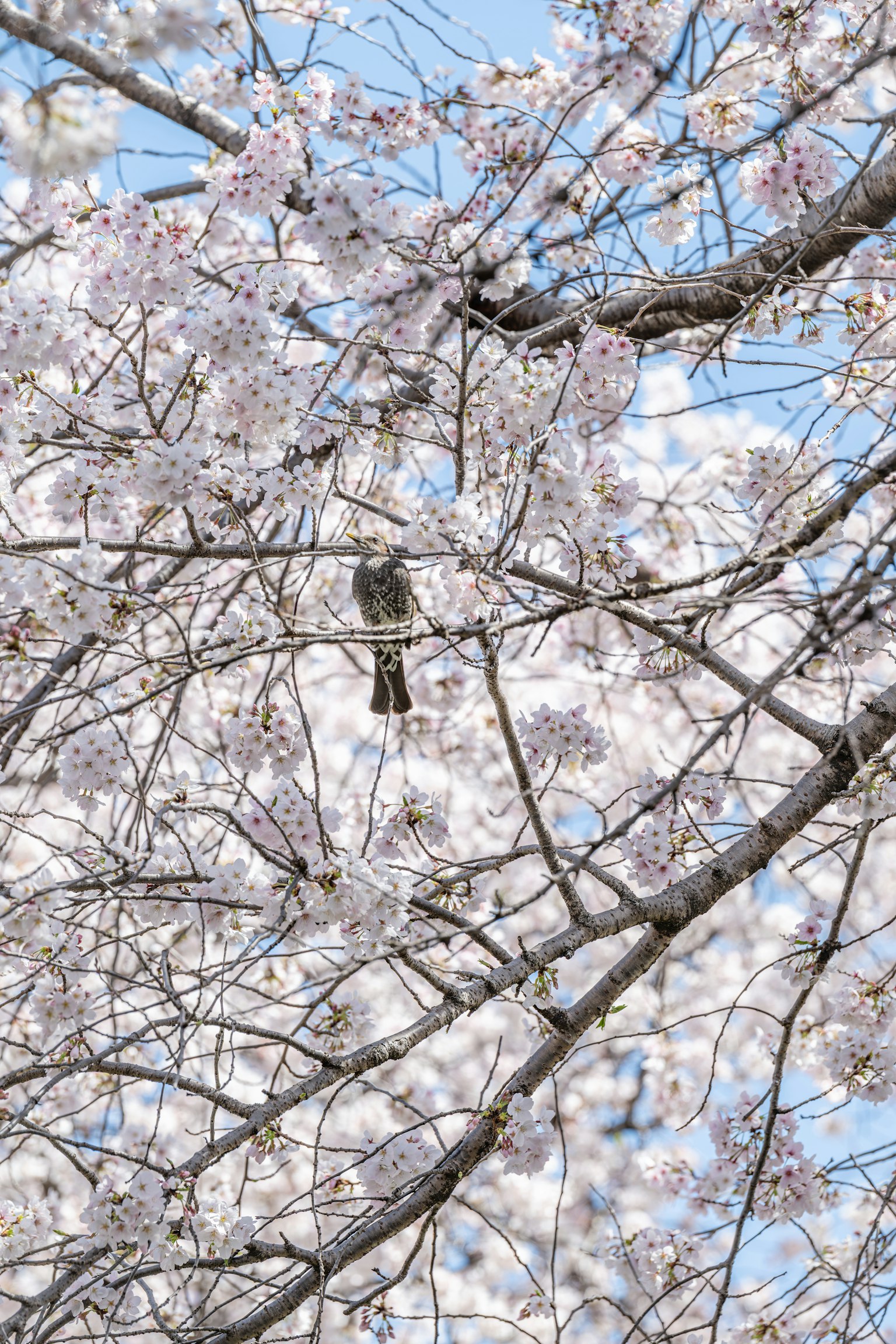 Un pájaro posado en ramas de cerezo en flor contra un cielo azul