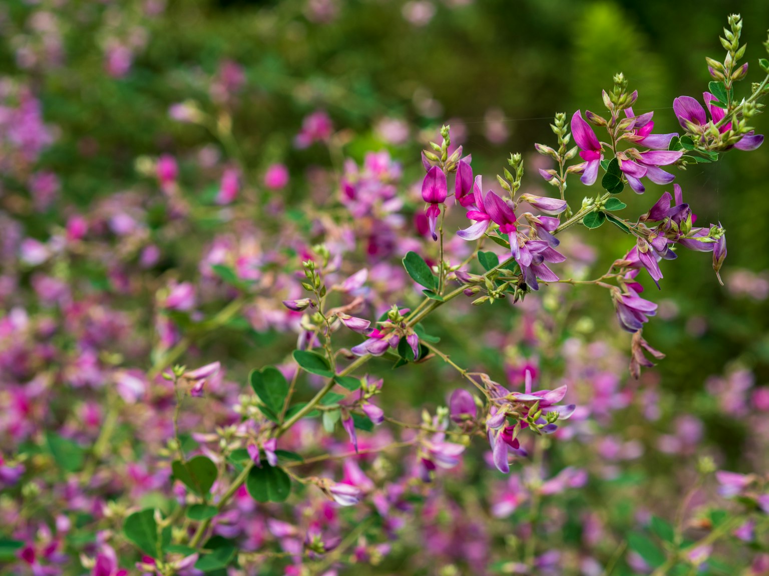 Primo piano di fiori viola su una pianta con foglie verdi sullo sfondo