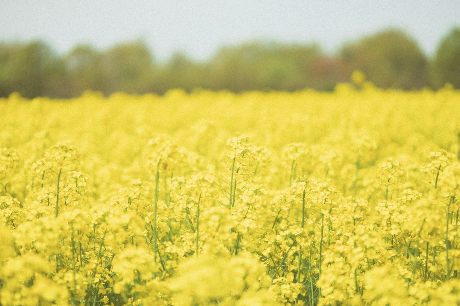 Campo di piante di colza fiorite gialle sotto un cielo sereno