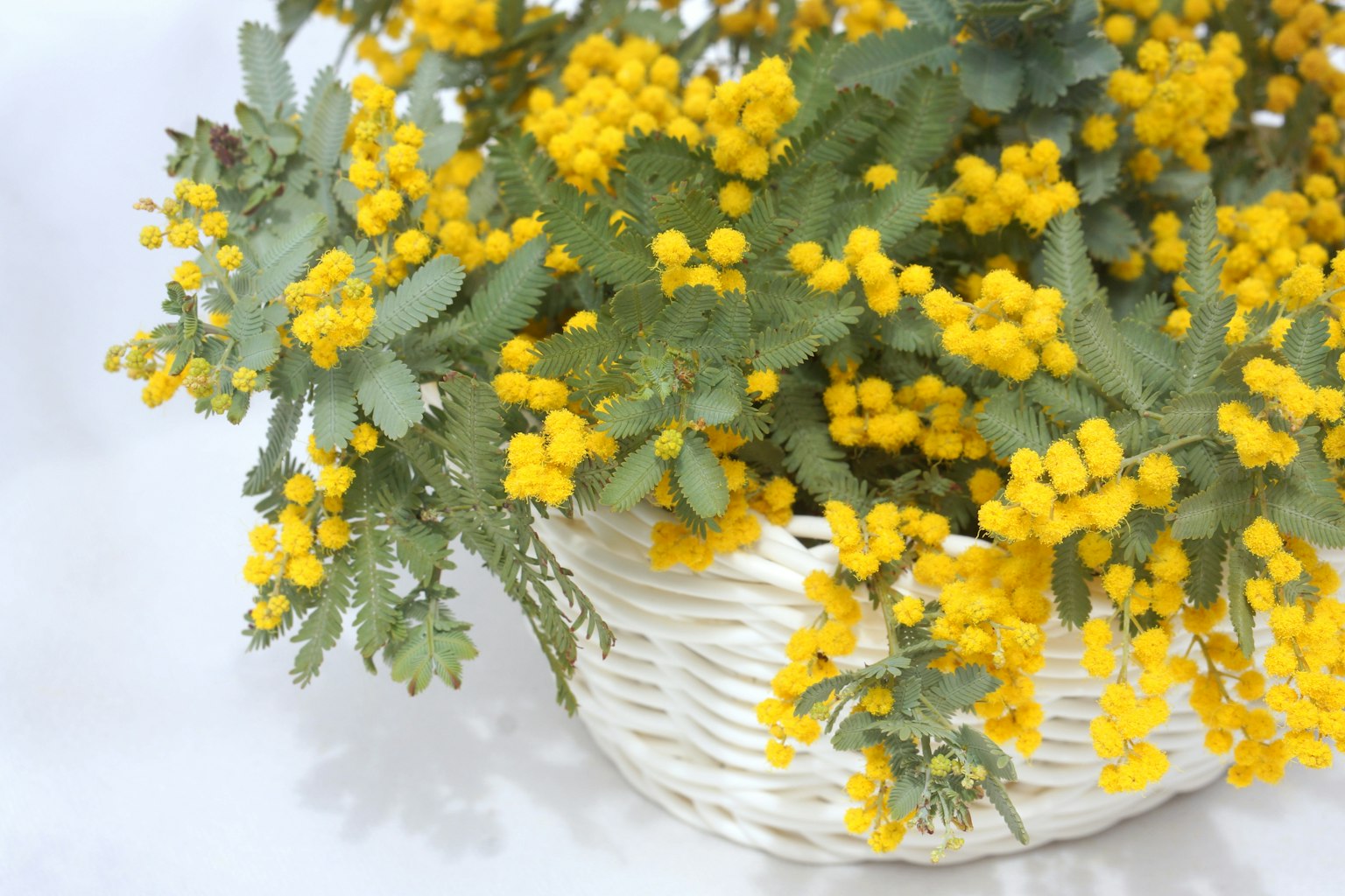 Flores de mimosa amarillas dispuestas en una cesta blanca