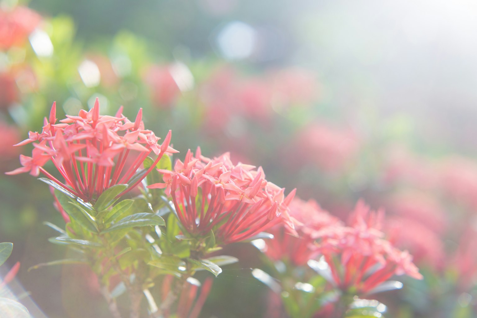 Fiori rossi vivaci che fioriscono in uno sfondo sfocato