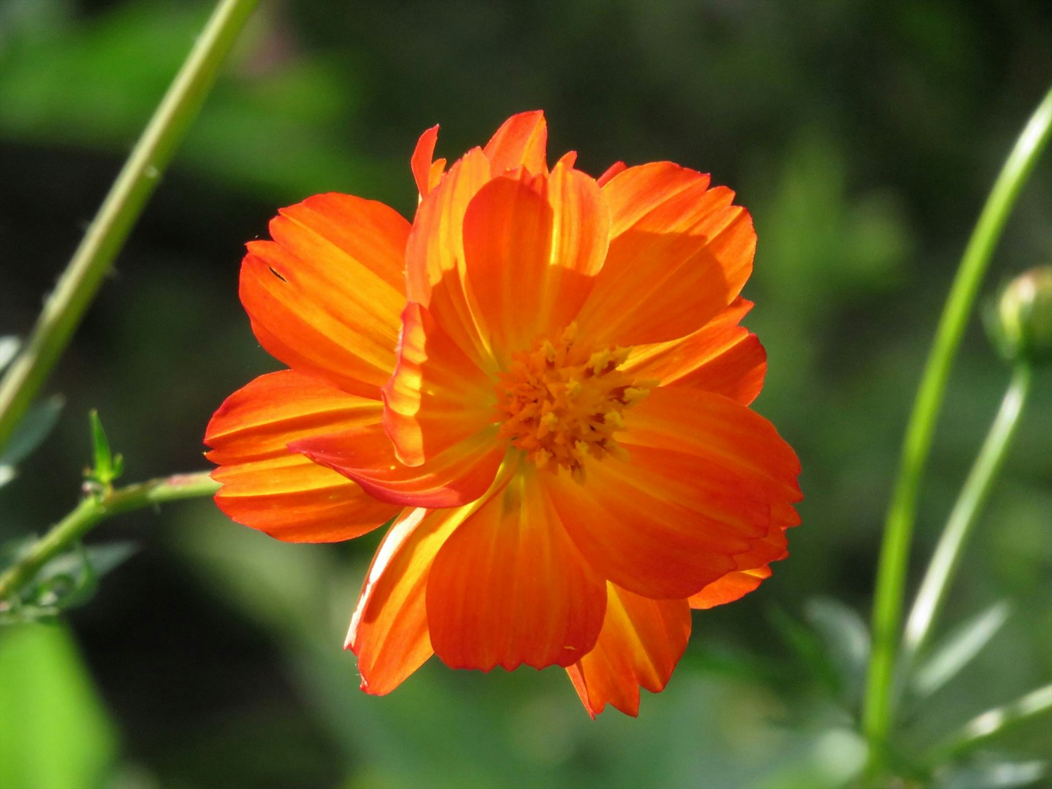 Un fiore arancione vivace spicca su uno sfondo verde