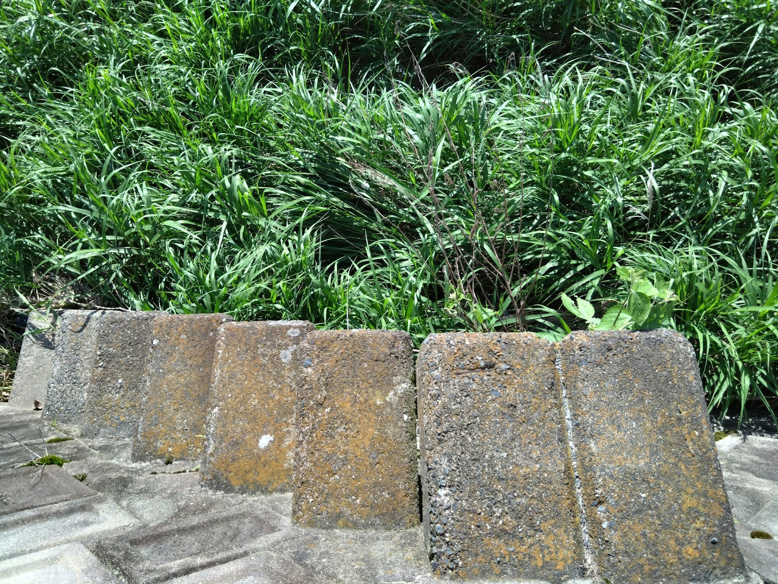 Part of stone steps surrounded by green grass
