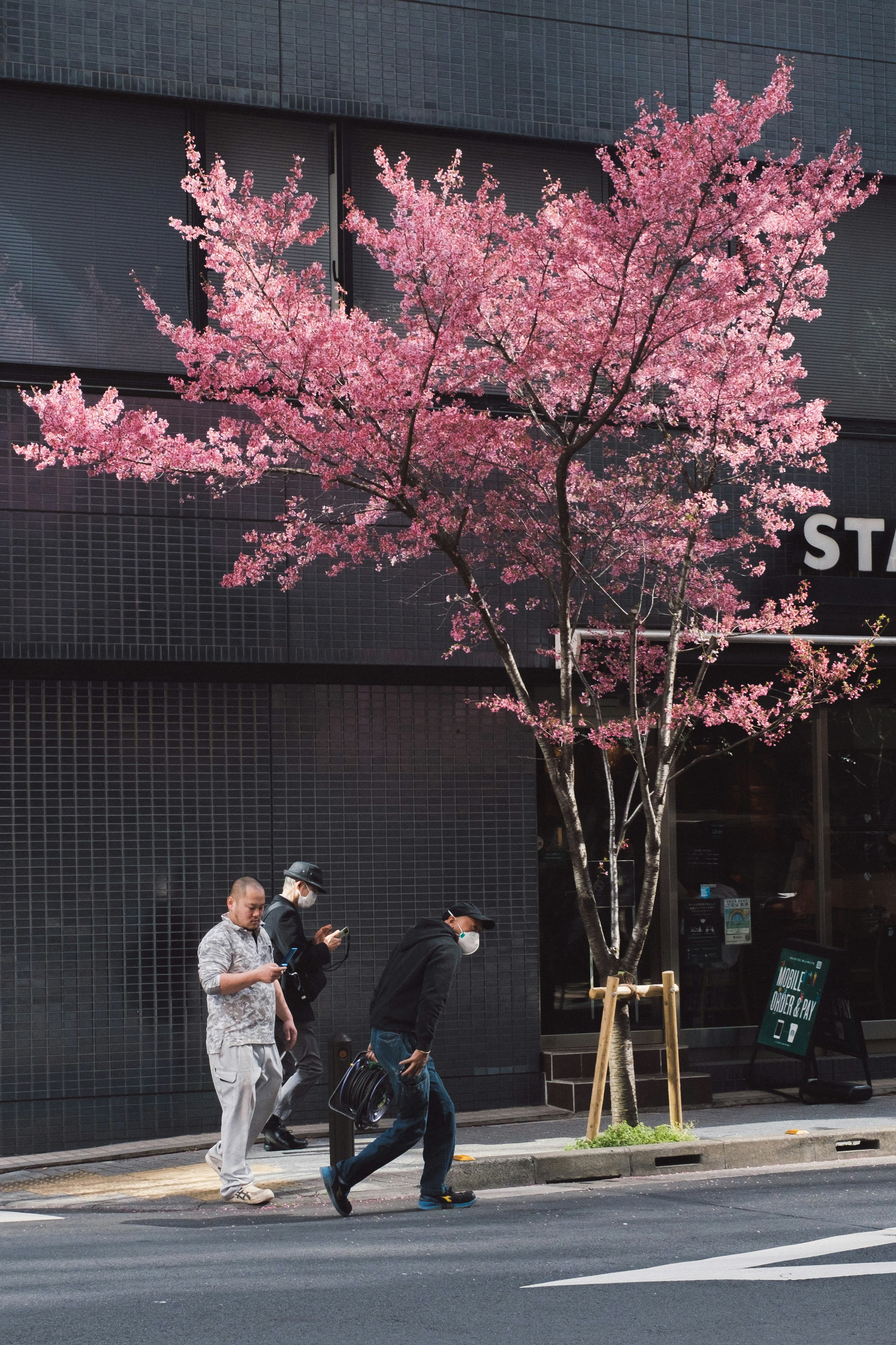 Scène de rue avec un cerisier en fleurs et des piétons