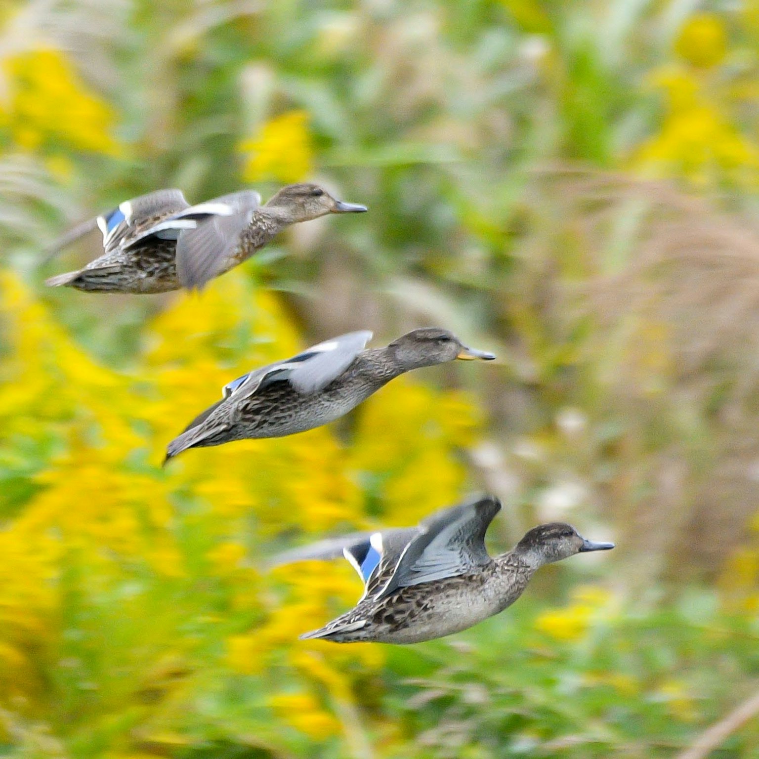Drei Enten, die in Formation gegen einen Hintergrund aus gelben Blumen fliegen