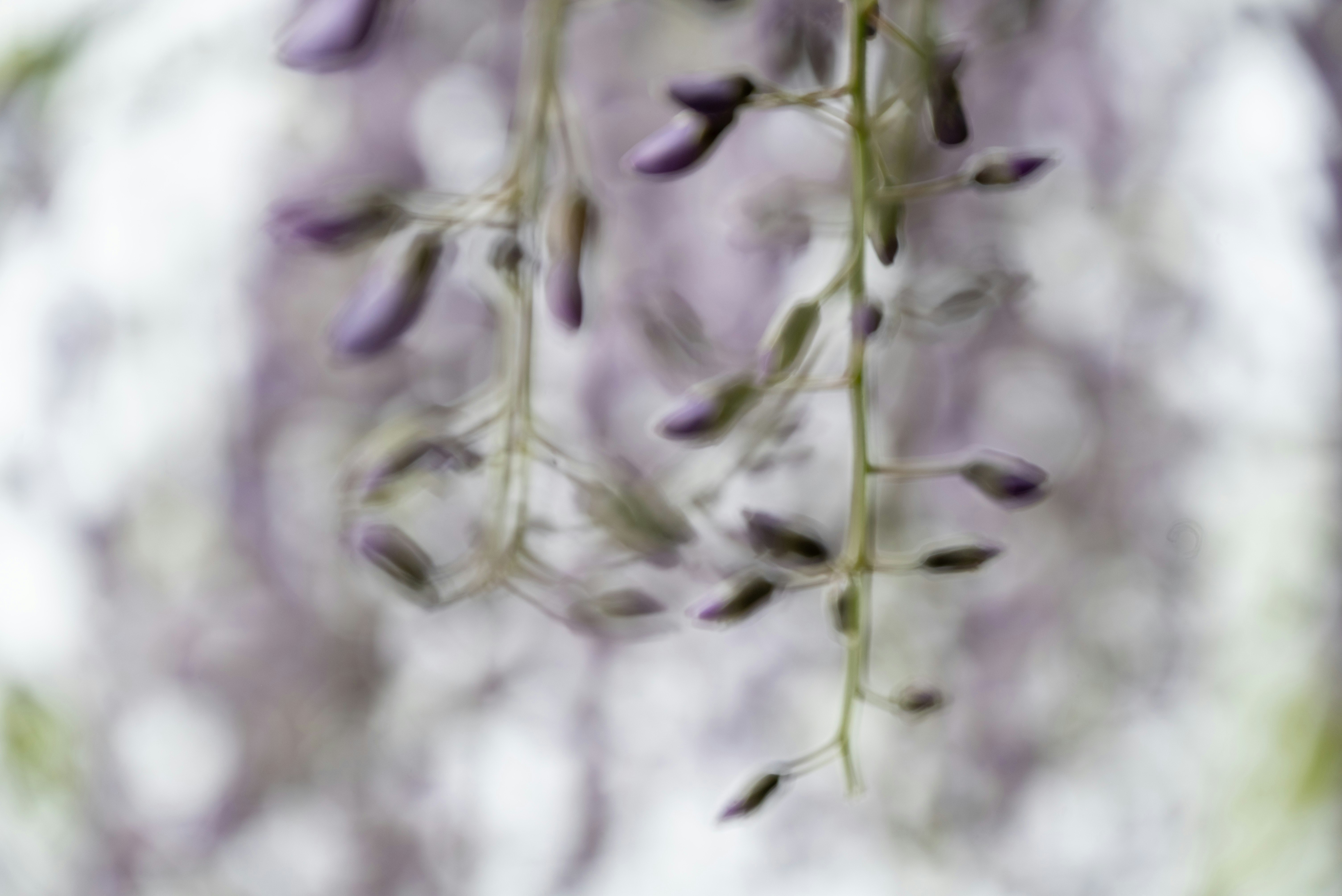 藤の花のしだれる花房のクローズアップ